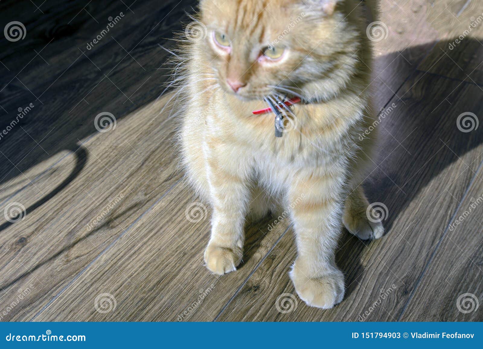 Gros Chat Rouge Le Chat Est Tres Douloureux Patte Avant Patte Enflee A Cause De La Morsure Du Serpent Le Concept De Traitement Image Stock Image Du Felin Fourrure