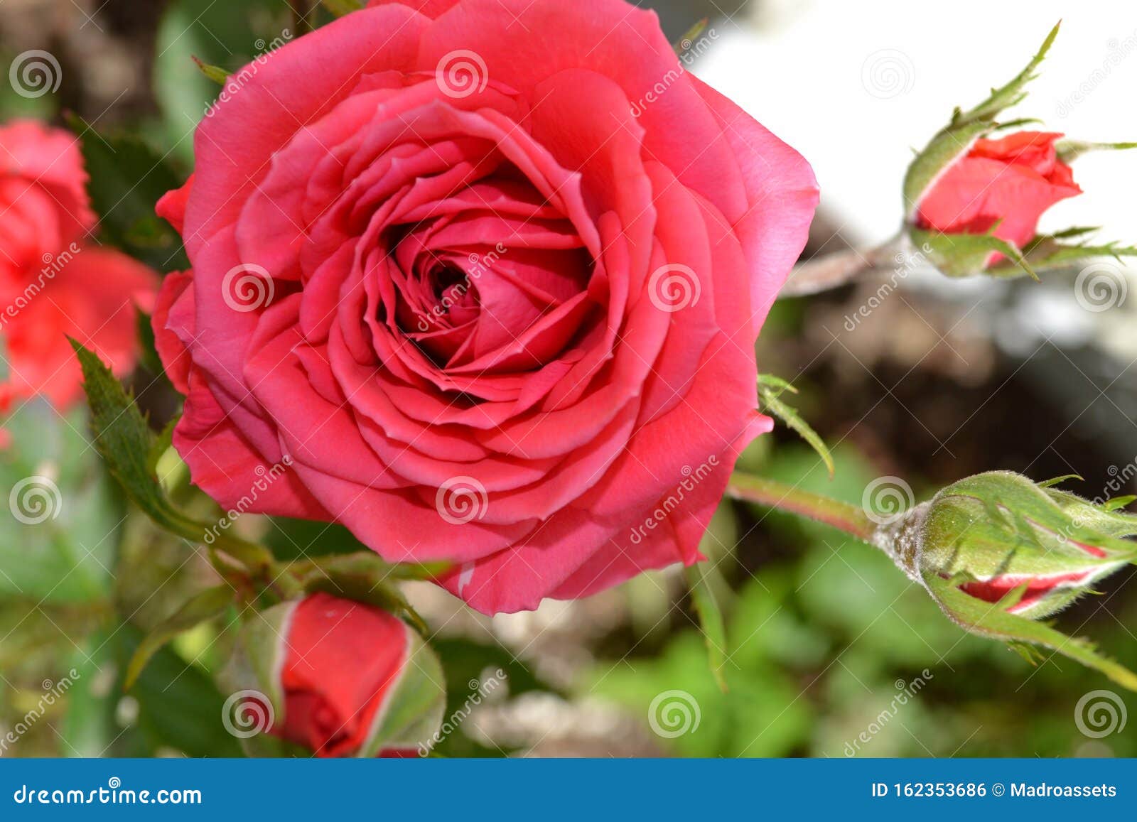 Gros Coup De Feu Sur La Rose Rouge Géante Photo stock - Image du fleur,  point: 162353686