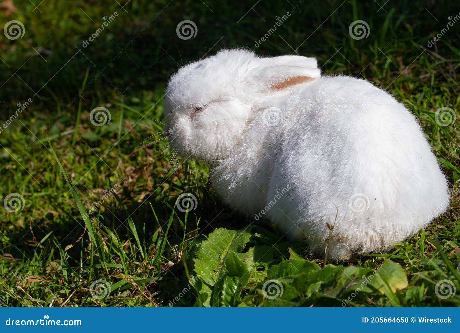 Petit Lapin En Gros Plan D'herbe