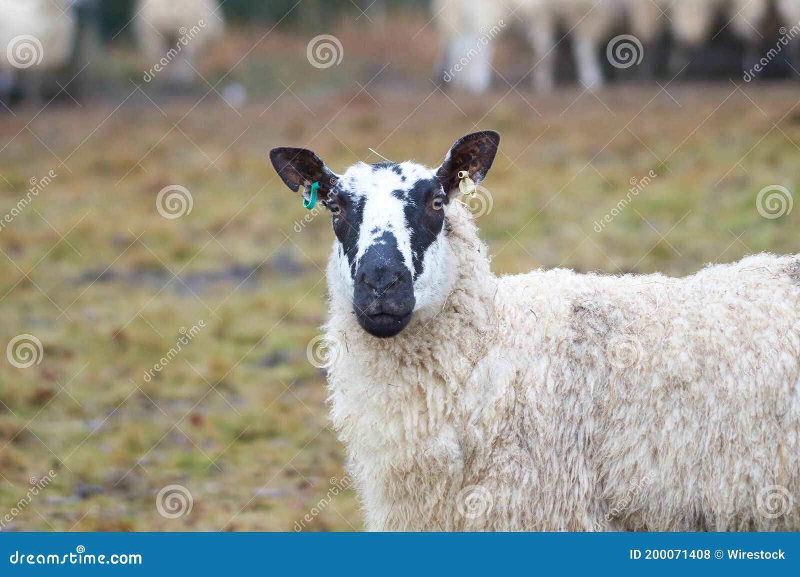 Gros Plan D Un Mouton Drole Photo Stock Image Du Animaux Campagne