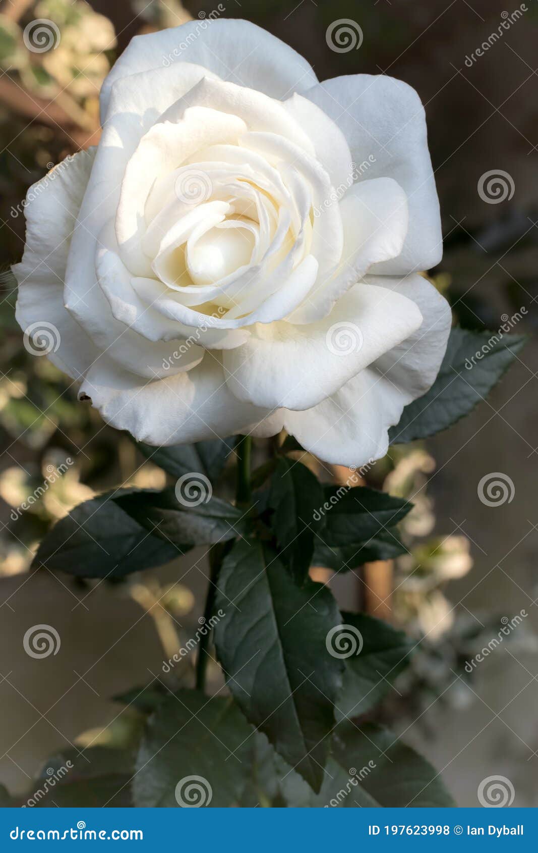 Gros Plan D'une Belle Rose Blanche Dans Un Jardin Fleuri Anglais Photo  stock - Image du pétales, amour: 197623998
