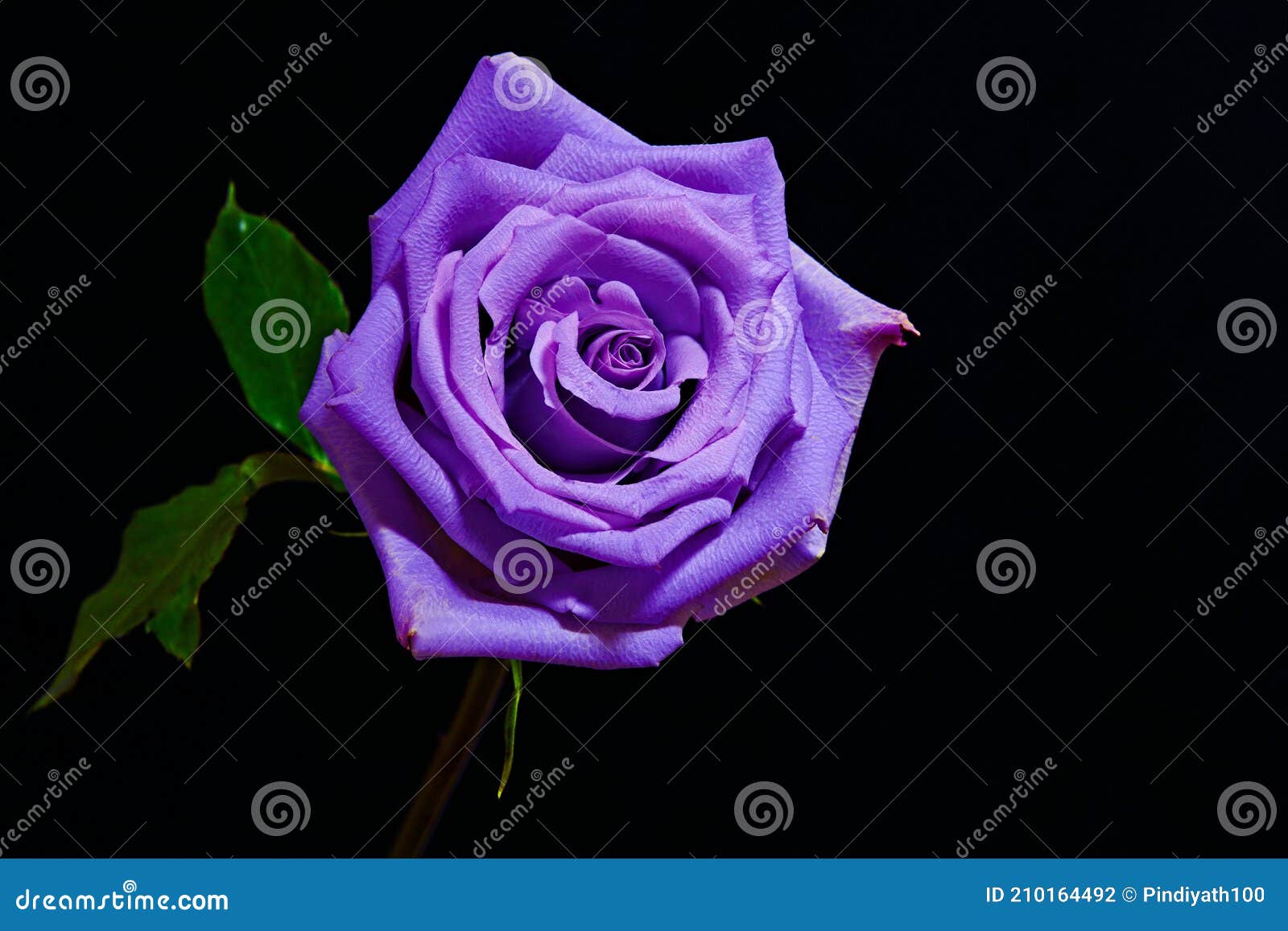 Gros Plan D'une Belle Rose Violette Sur Fond Noir Photo stock - Image du  fond, botanique: 210164492