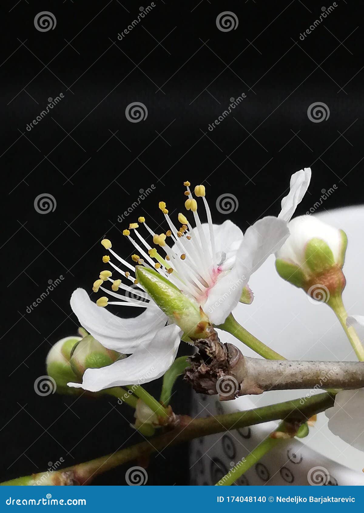 Gros Plan De Fleur Blanche Où Vous Pouvez Voir Le Pistil Et Les Stamens Et  Plusieurs Bourgeons Sur Une Petite Brindille Qui Orne U Photo stock - Image  du jardin, lame: 174048140