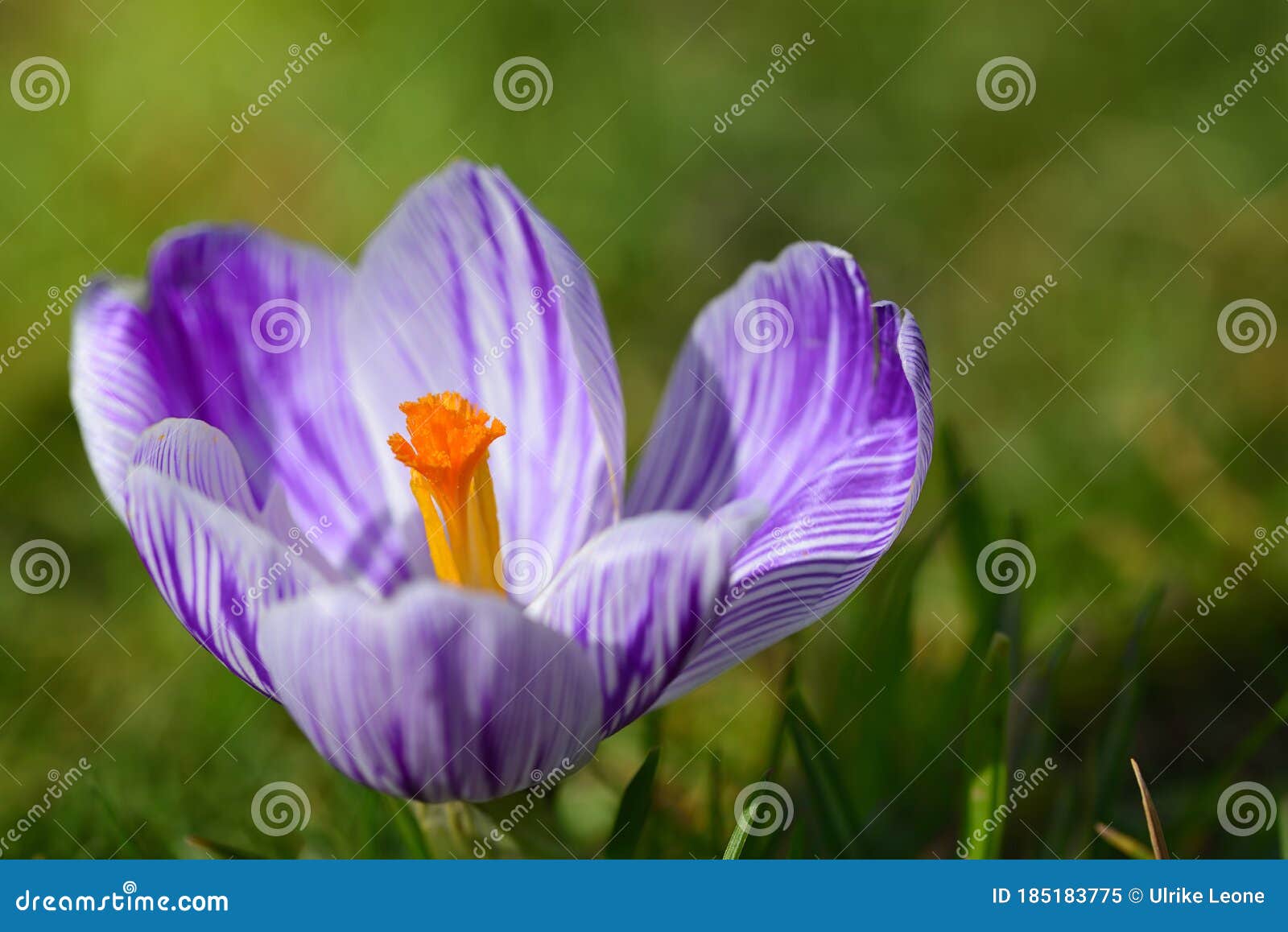 Gros Plan De Fleur D'un Crocus Frais Avec Des Rayures Mauve Et Blanc D'un Pistil  Jaune Sur Un Fond Vert Au Printemps En Image stock - Image du lumineux,  contexte: 185183775