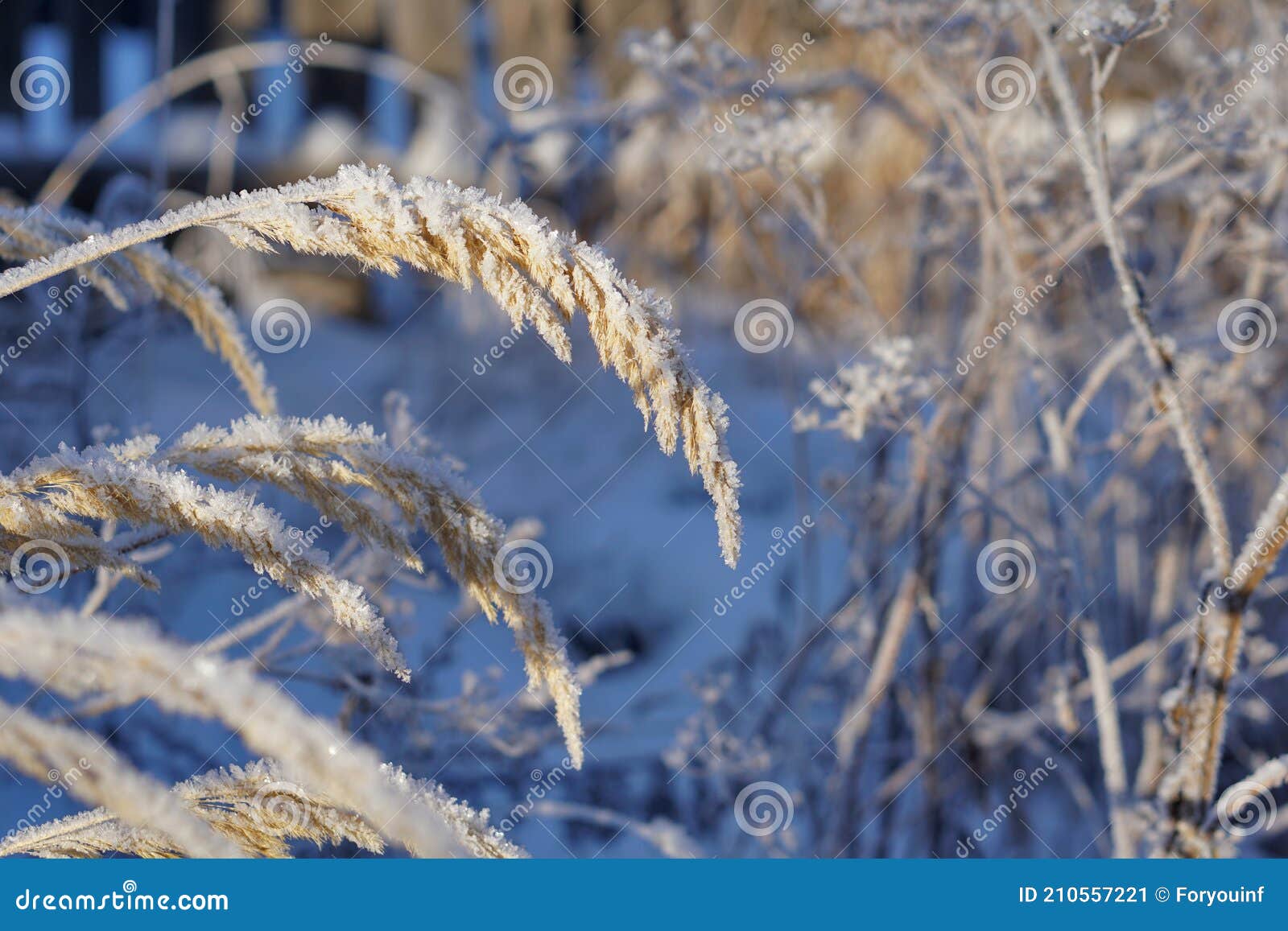 Gros Plan De L'herbe De Pampa Congelée Avec La Neige Et La Glace Image  stock - Image du glacial, beauté: 210557221