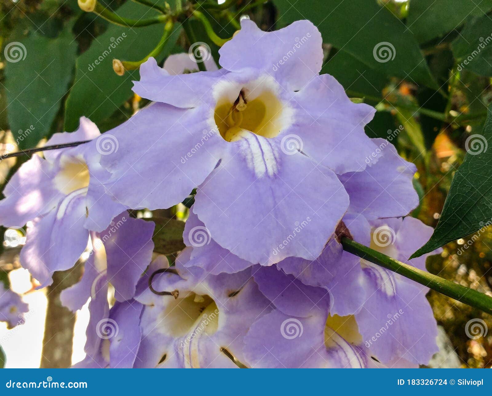 Gros Plan Des Fleurs Mauve-clair De La Plante Grimpante De Grandiflora  Thunbergia. Photo stock - Image du jardinage, bengale: 183326724