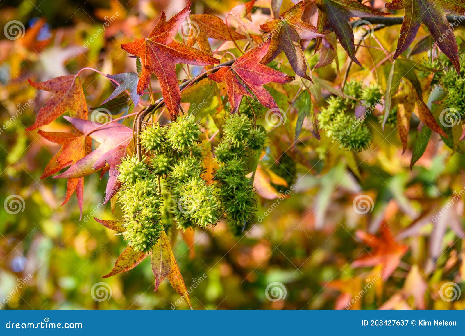 Gros Plan Des Pelures Hérissé De Rotation Américaines De Graines De  Couleurs D'arbre De Gomme Douce à L'automne Image stock - Image du couleur,  cosse: 203427637