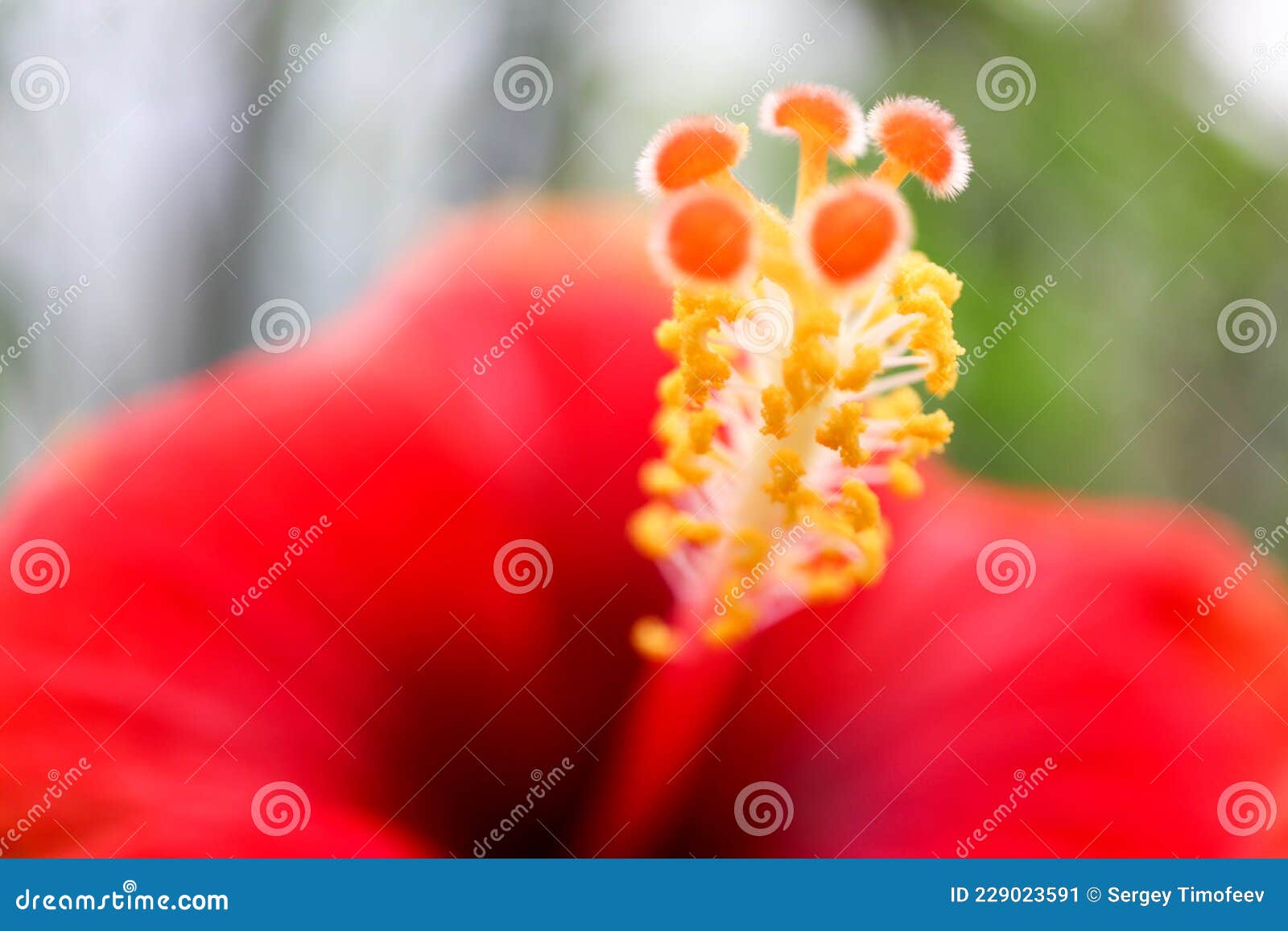 Gros Plan Fleur Rouge Coloré Pistil Jaune Image stock - Image du pétales,  beauté: 229023591