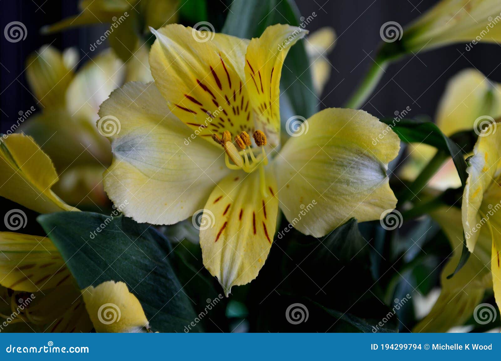 Gros Plan Jaune De Fleurs De Malaga De Variété D'alstroemeria De Lys  Péruvien Horizontal Photo stock - Image du jardin, intérieur: 194299794