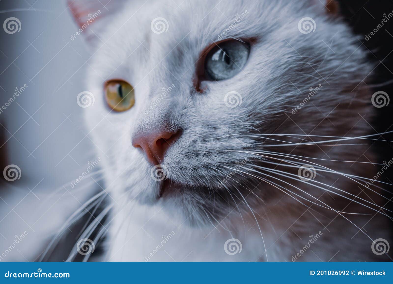 8 966 Chat Blanc Avec Les Yeux Bleu Vert Photos Libres De Droits Et Gratuites De Dreamstime 8 966 Chat Blanc Avec Les Yeux Bleu Vert Photos Libres De Droits Et Gratuites De Dreamstime