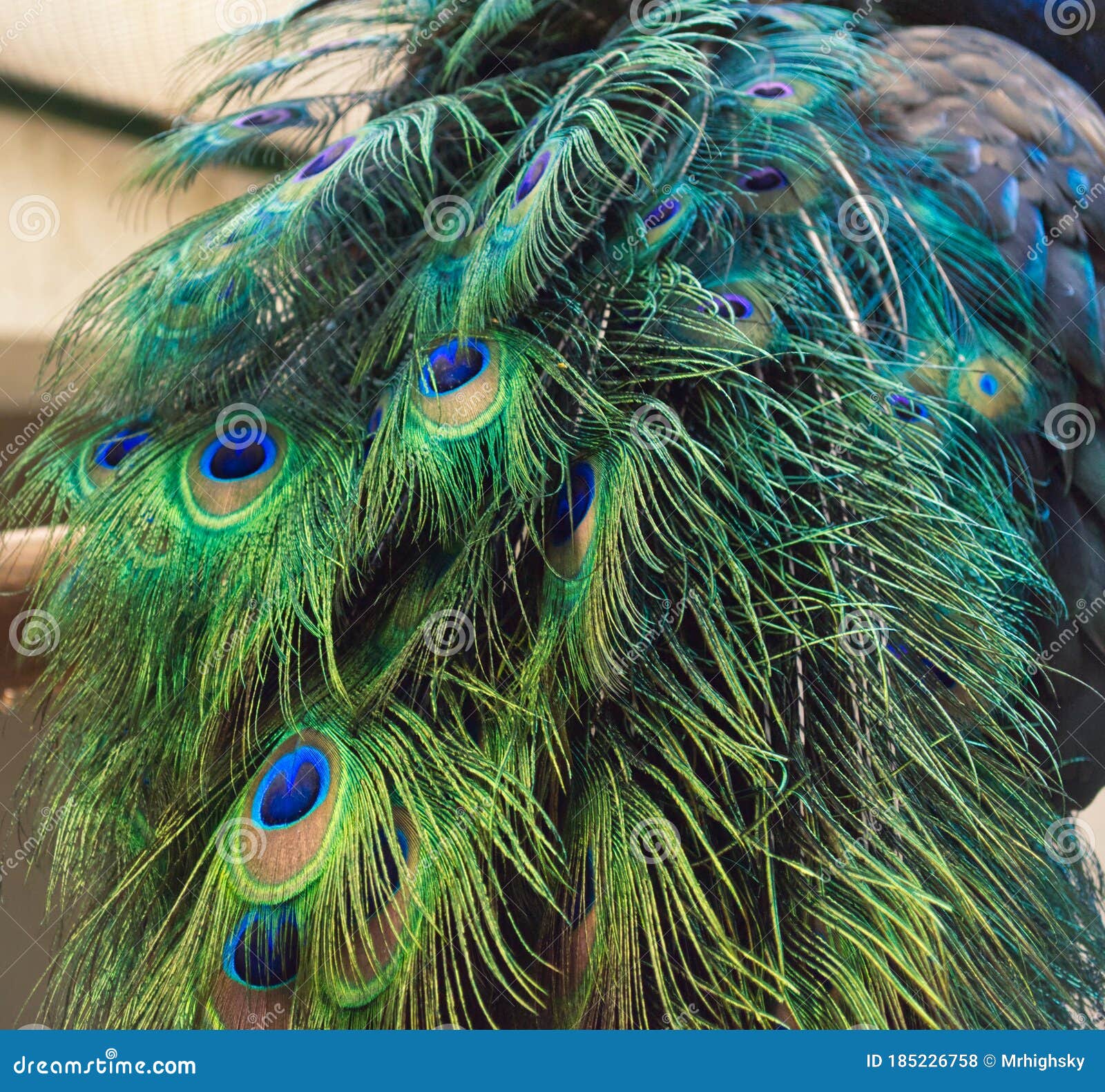 Oubit 10 Pcs Plumes De Paon Naturelles Pour Maison Bricolage Décorations De Mariage De Vacances