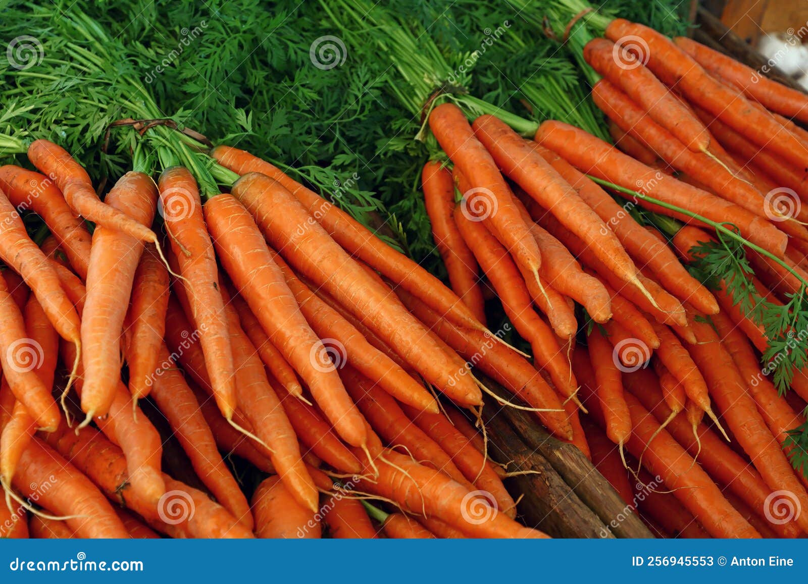 Carottes Fraiche