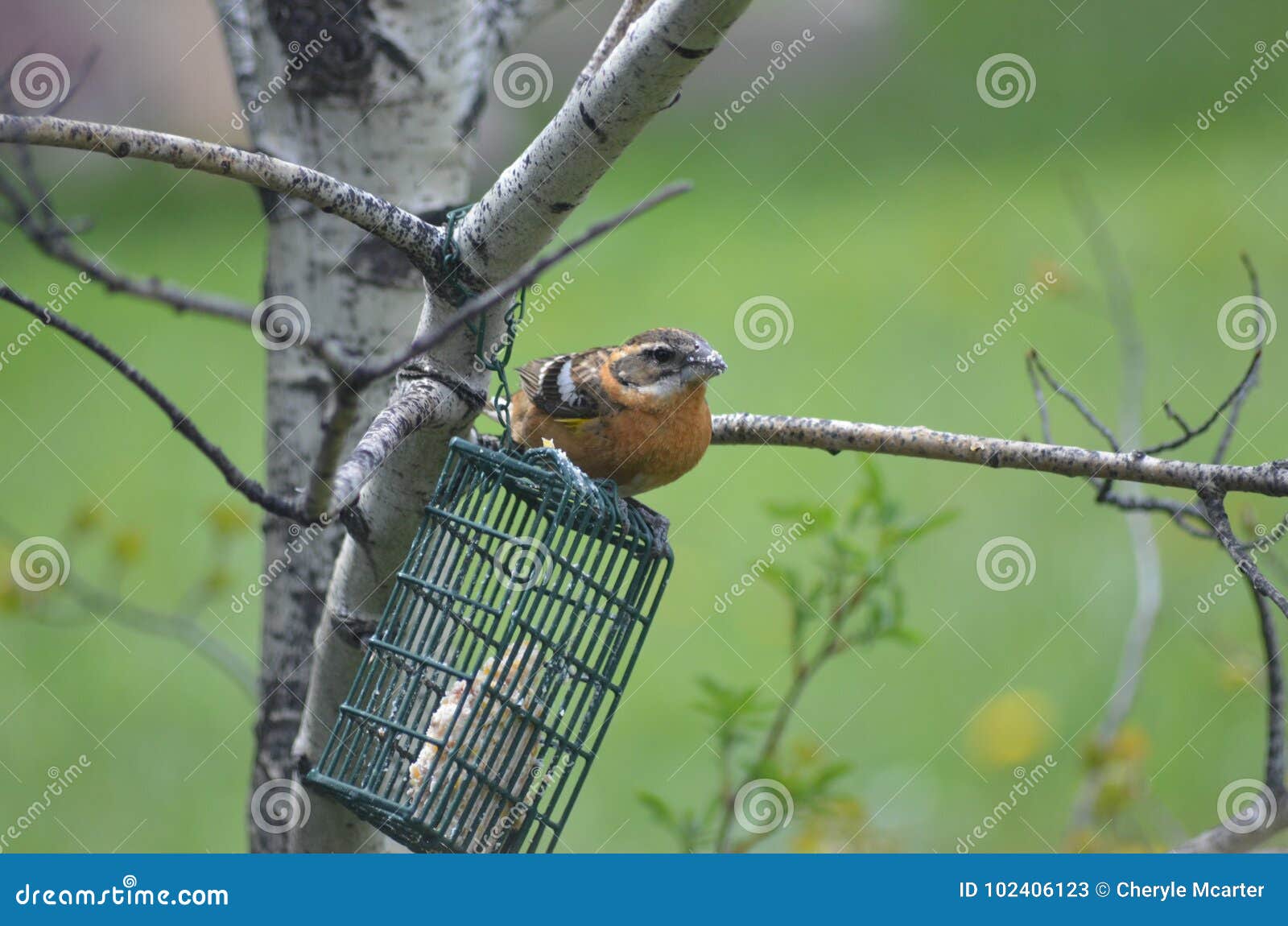a grossbeak stopping by to feed on some suet !