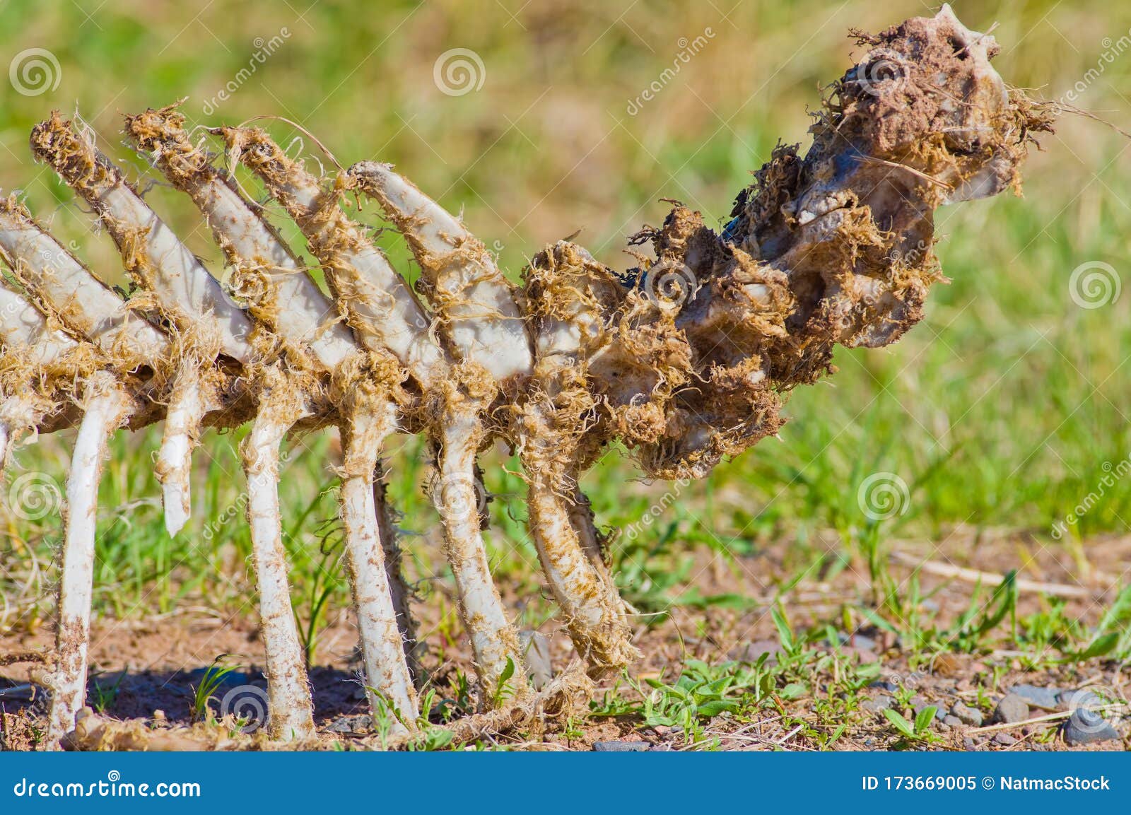 gross deer carcass skeleton eaten by scavengers in the crex meadow wildlife area in rural wisconsin