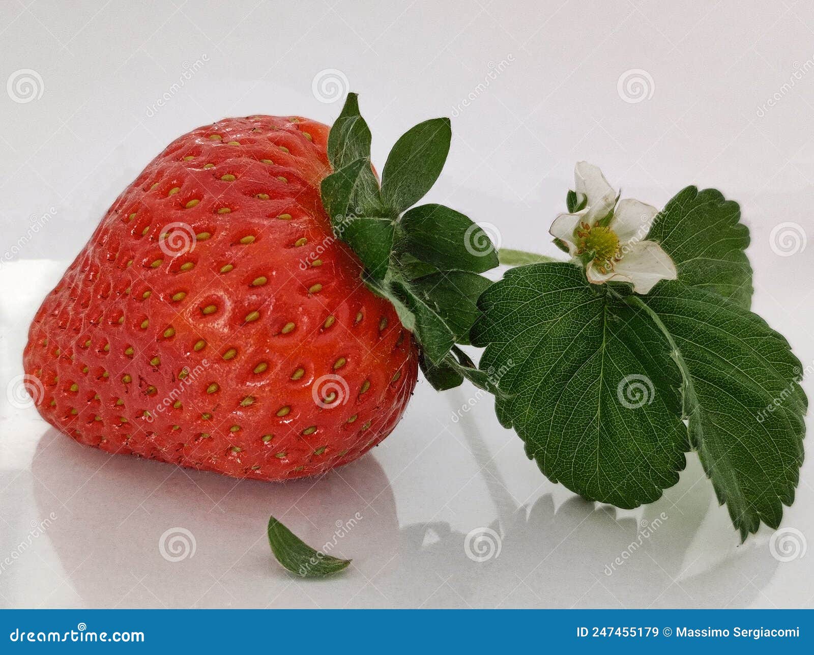 fiore e fragola con piantina su sfondo bianco