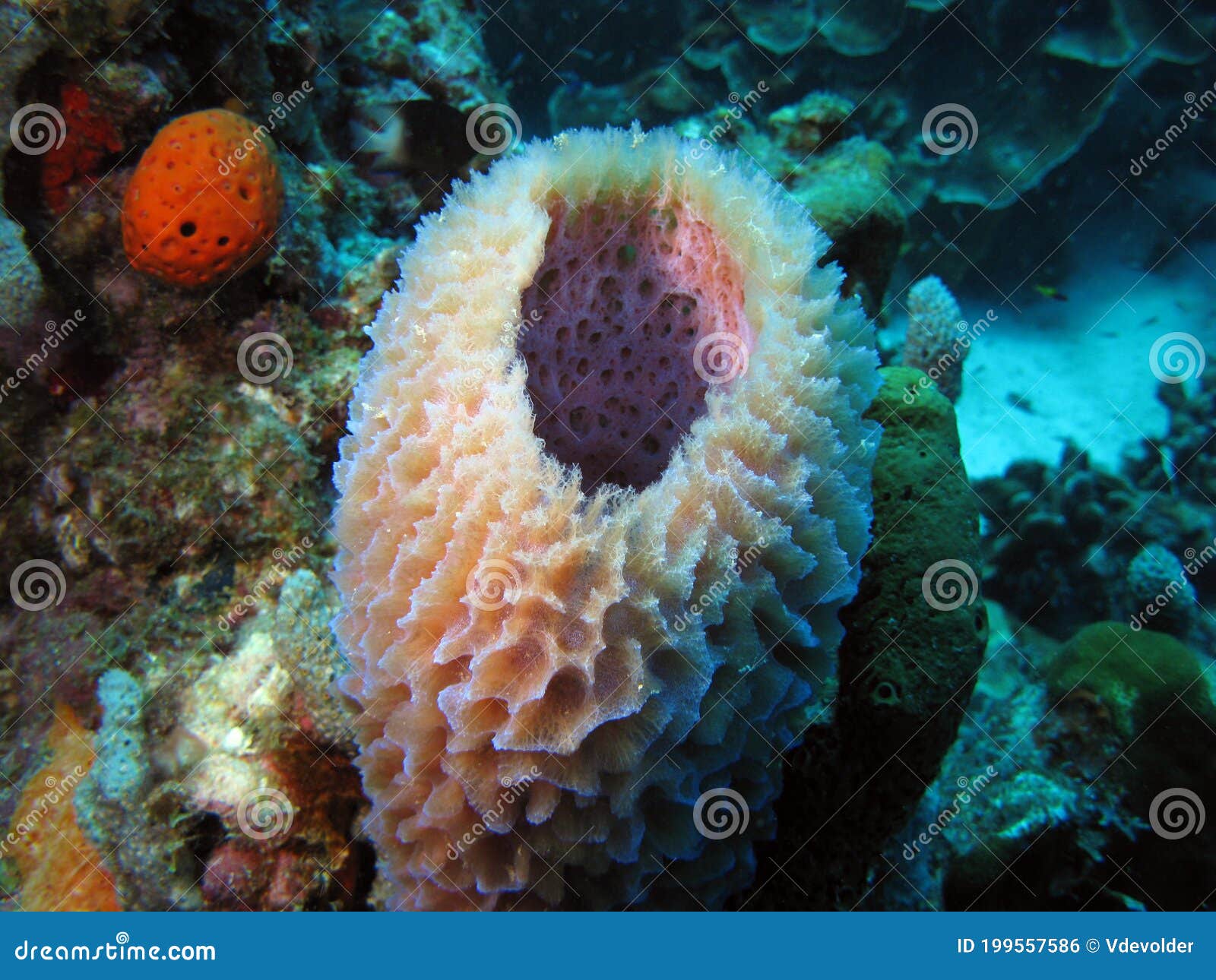 Grosse éponge En Mer Des Caraïbes Photo stock - Image du fond