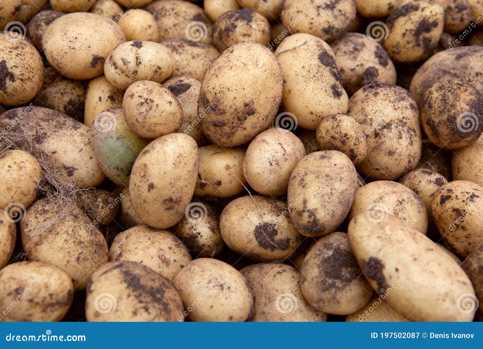 Grosse Pile De Pommes De Terre Fraîchement Creusées Image stock - Image du  ingrédients, vert: 197502087