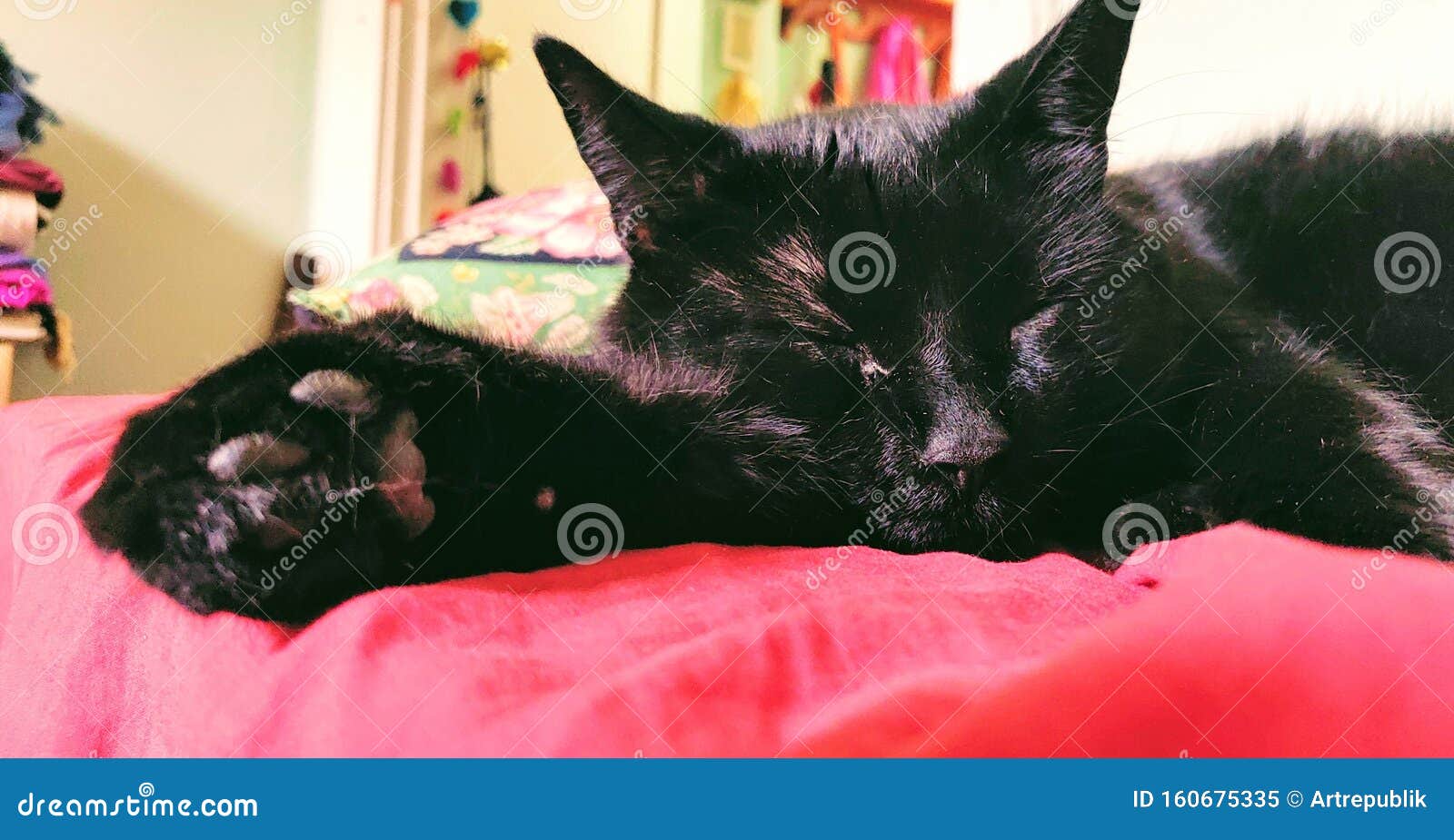 Grosse Tete De Chat Noir Dormant Sur Le Bord De La Surface Recouverte Rouge Image Stock Image Du Fleur Rouge Grosse Tete De Chat Noir Dormant Sur Le Bord De La Surface Recouverte Rouge Image Stock Image Du Fleur Rouge