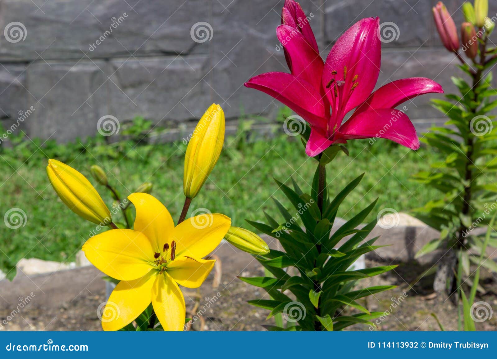 Rijd weg eetpatroon NieuwZeeland Grote Bloemen Van Rode En Gele Lelies in Tuin Stock Foto - Image of  schoonheid, nave: 114113932