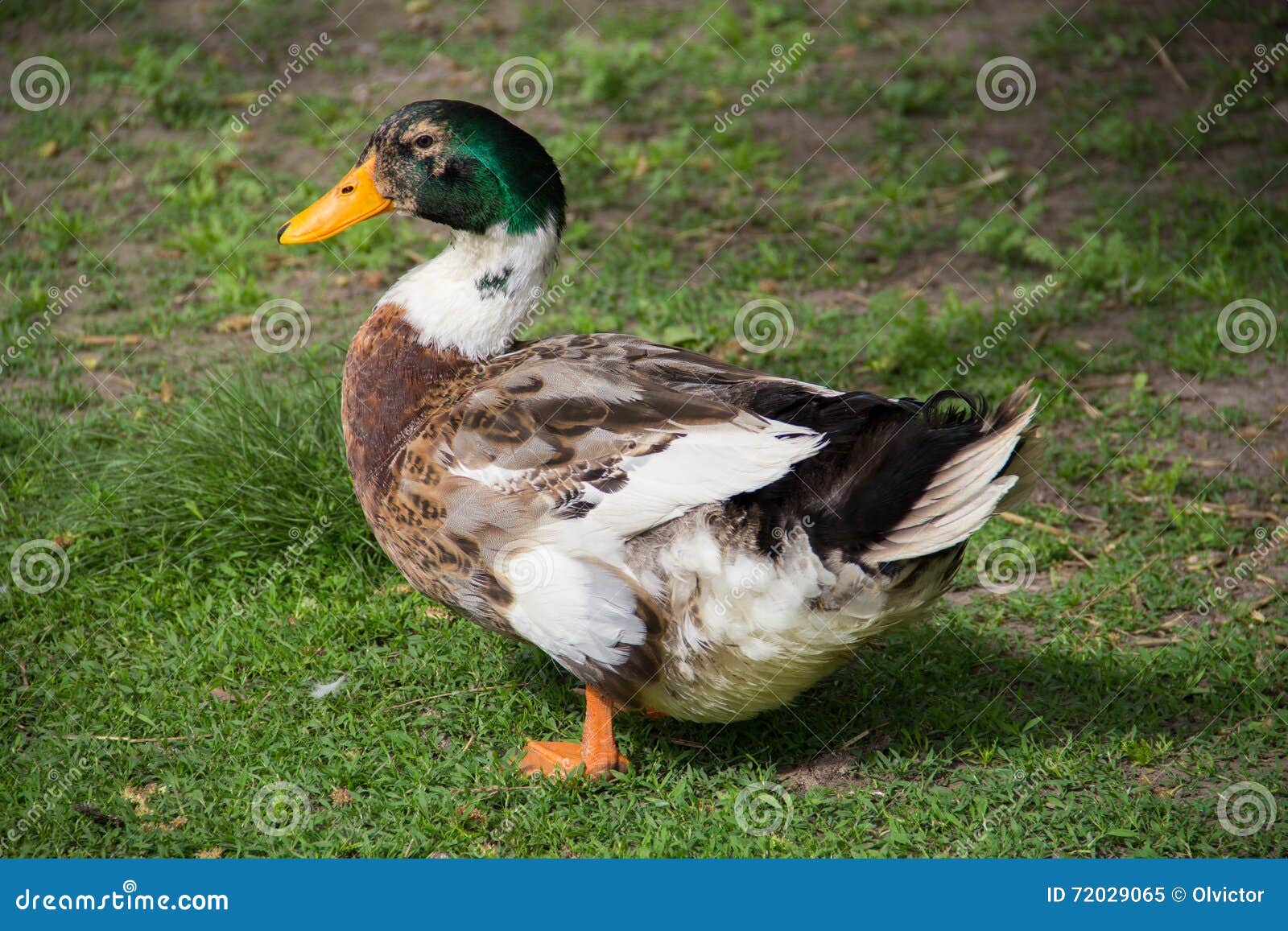 wat betreft acuut Temerity Grote Eend Bij Grasachtergrond Stock Afbeelding - Image of binnenlands,  groen: 72029065