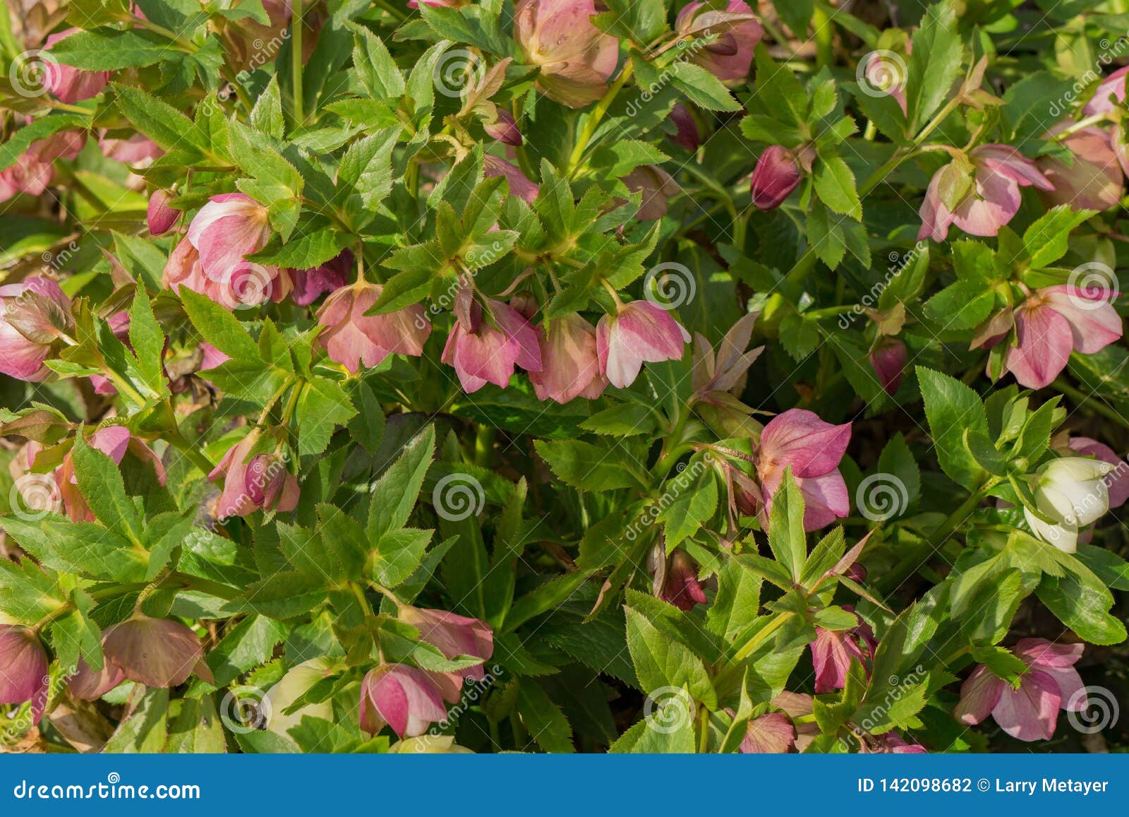 Grote Groep een Roze Helleborus-orientalis. Roze Helleborus-orientalis, die als lenten wordt bekend namen toe, is een eeuwigdurende bloeiende installatie in de boterbloemenfamilie Ranunculaceae is inheems aan Griekenland en Turkije