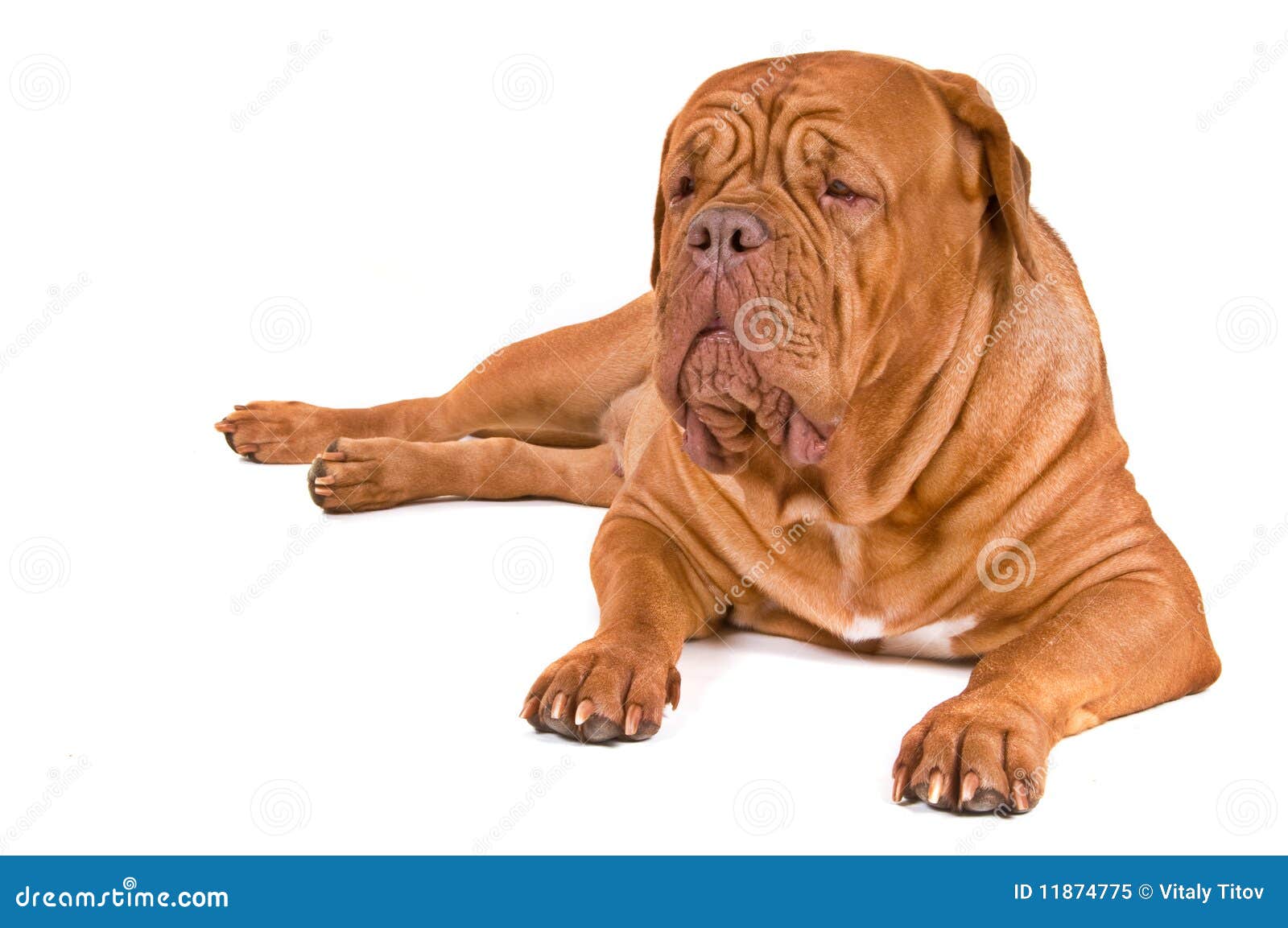 Grote Hond Plicht stock afbeelding. Image of stel -
