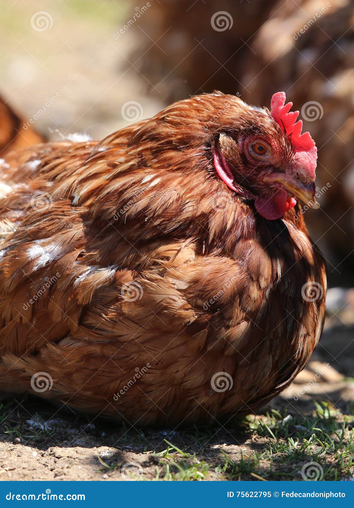 Grote Kippen Uitbroedende Eieren In Het Kippenhok Stock Afbeelding