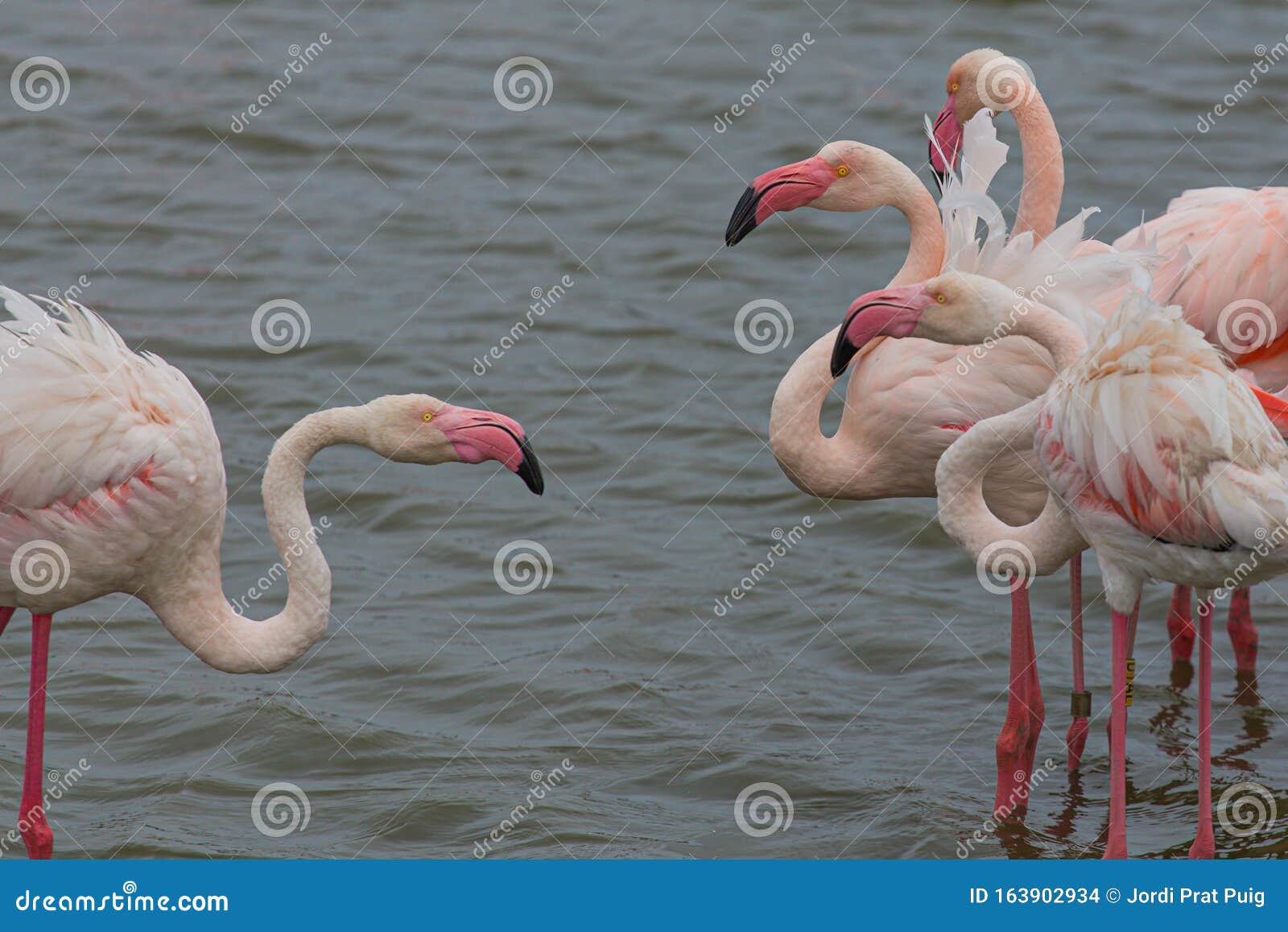 warmte computer Fluisteren Grote Roze Flamingos Op Een Meer in La Camargue Stock Foto - Image of wild,  safari: 163902934