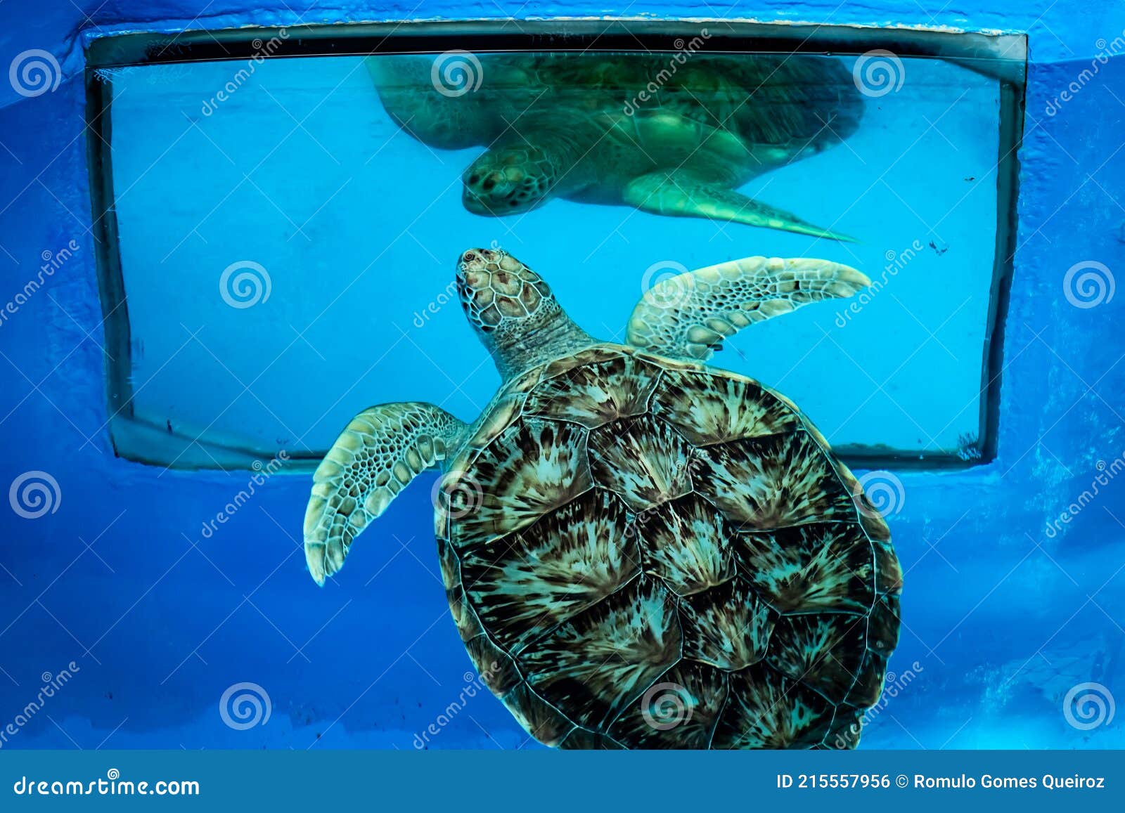 Intrekking Kenia abstract Grote Schildpadden in Een Grote Aquariumschildpad , Die Foto ' S Maken  Stock Foto - Image of aquarium, nave: 215557956