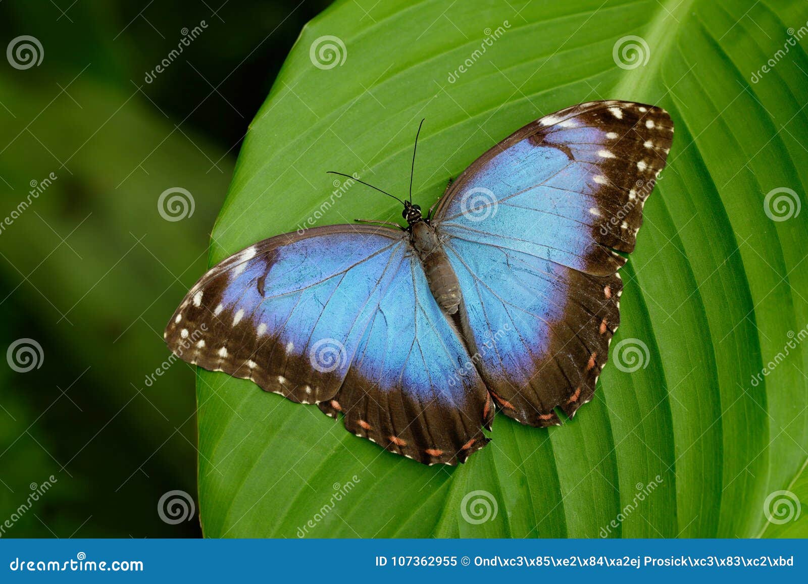 Verwonderend Grote Vlinder Blauwe Morpho Die, Morpho Peleides, Op Groene PJ-17