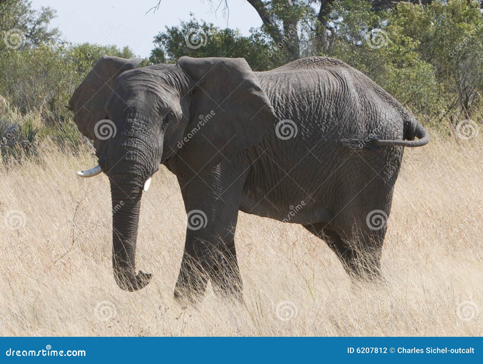Grote Vrouwelijke Afrikaanse Olifant Stock Foto
