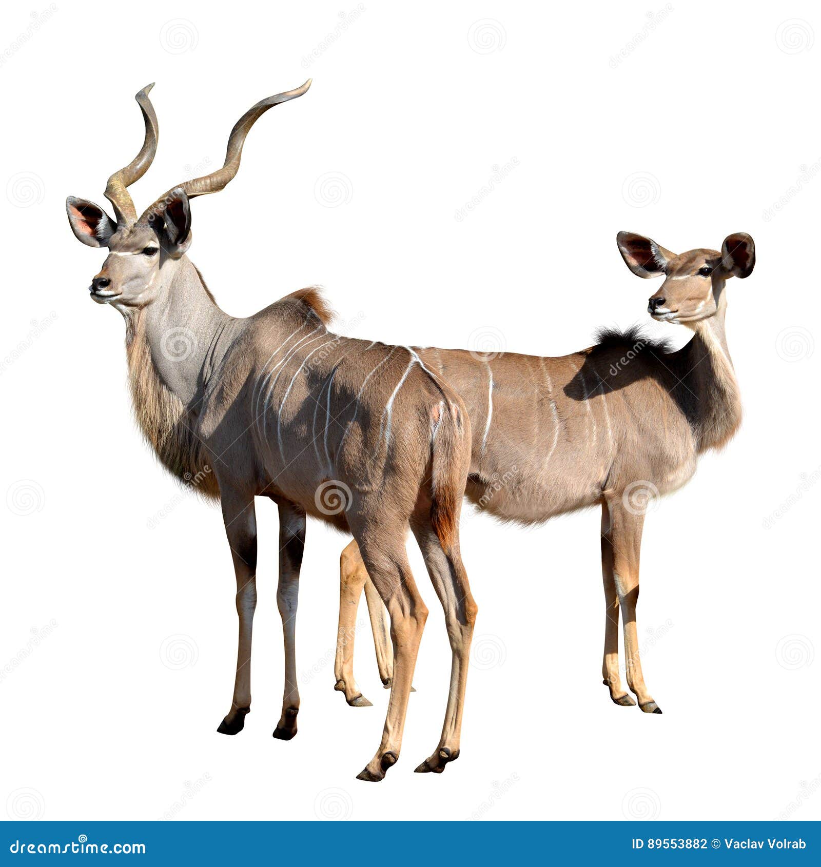 Grotere Kudu. Grotere die kudu op een witte achtergrond wordt geïsoleerd