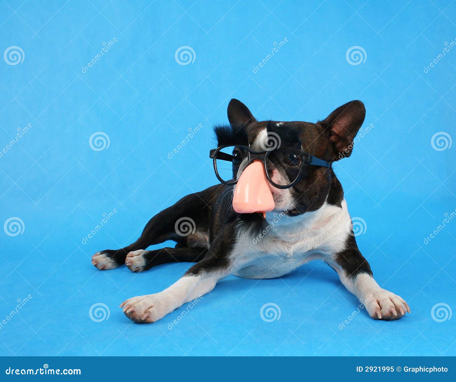 Groucho Hund stockbild. Bild von kostüm, säugetier, augenbrauen 2921995
