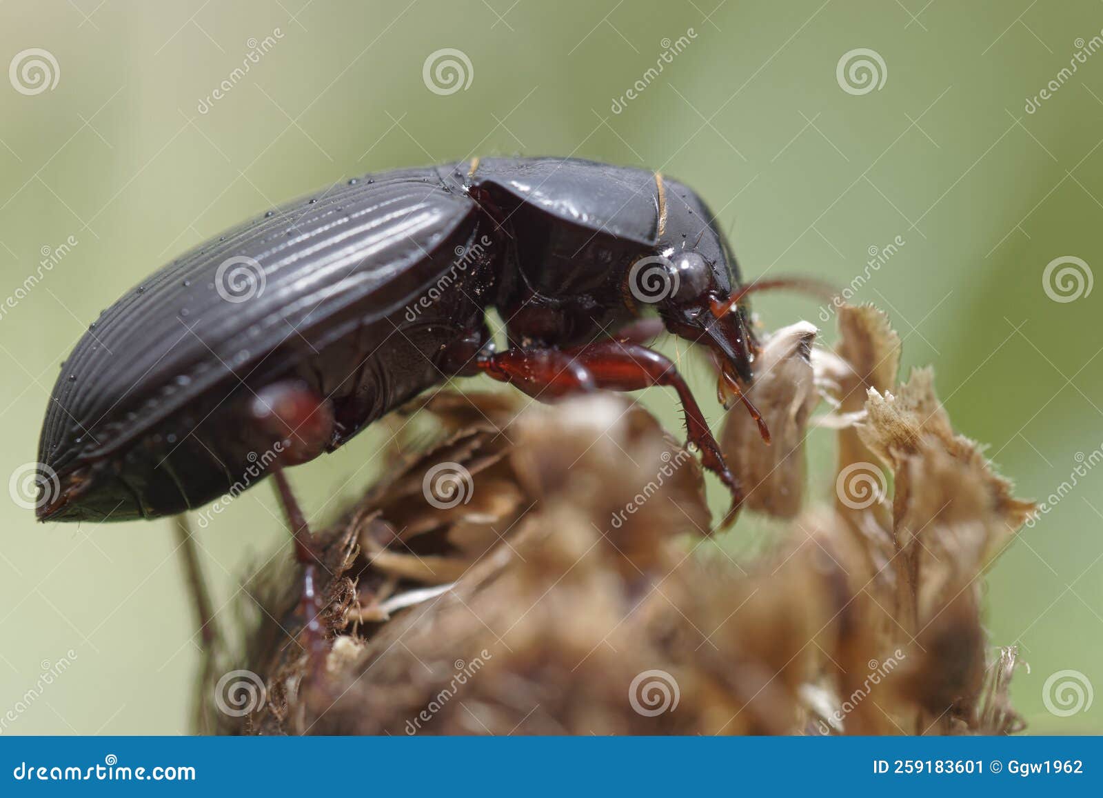 Ground Beetle Feeding on Grass Seeds Stock Image Image of feeding
