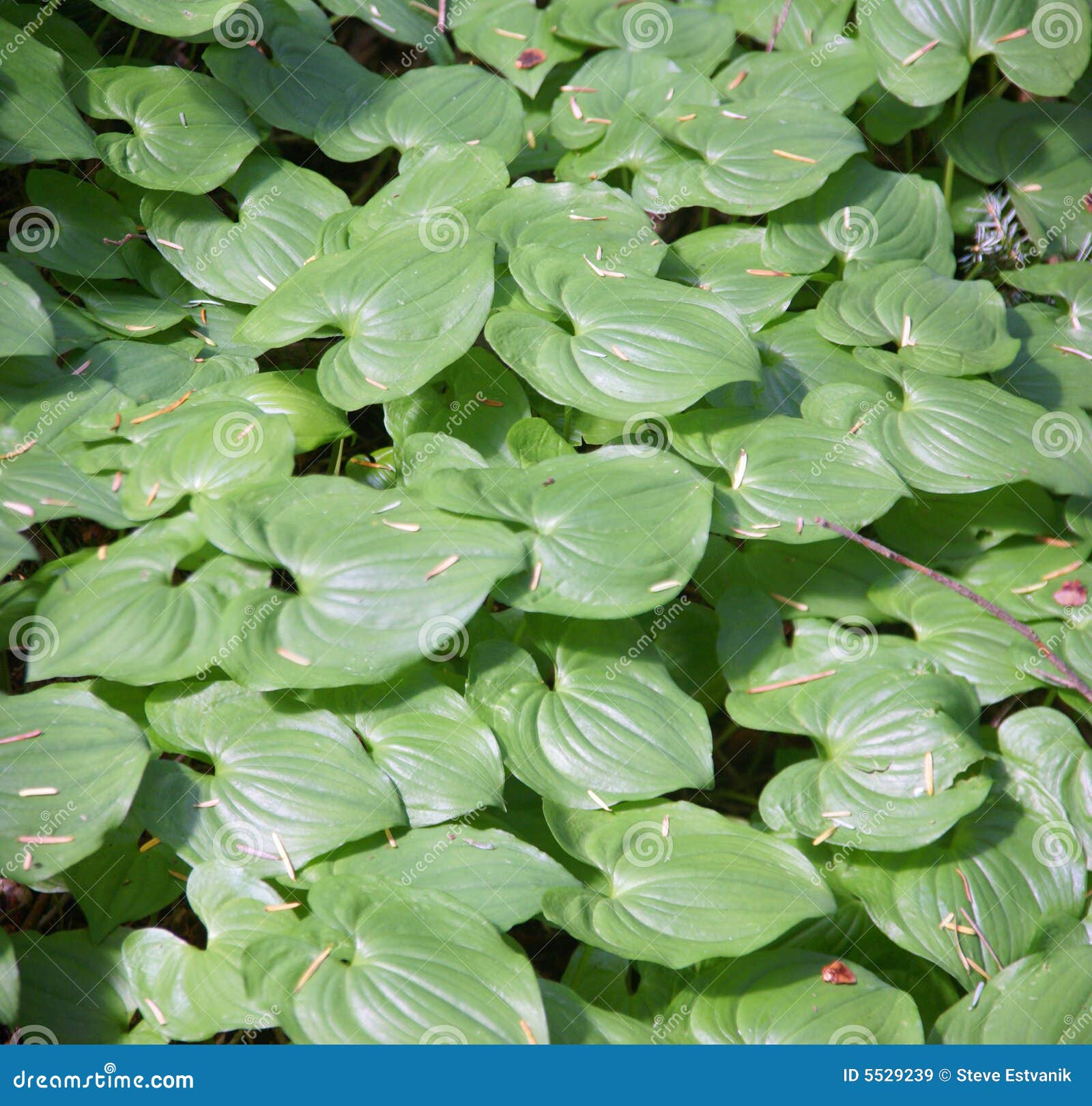 Ground Cover on Forest Floor Stock Image Image of cover, ground 5529239