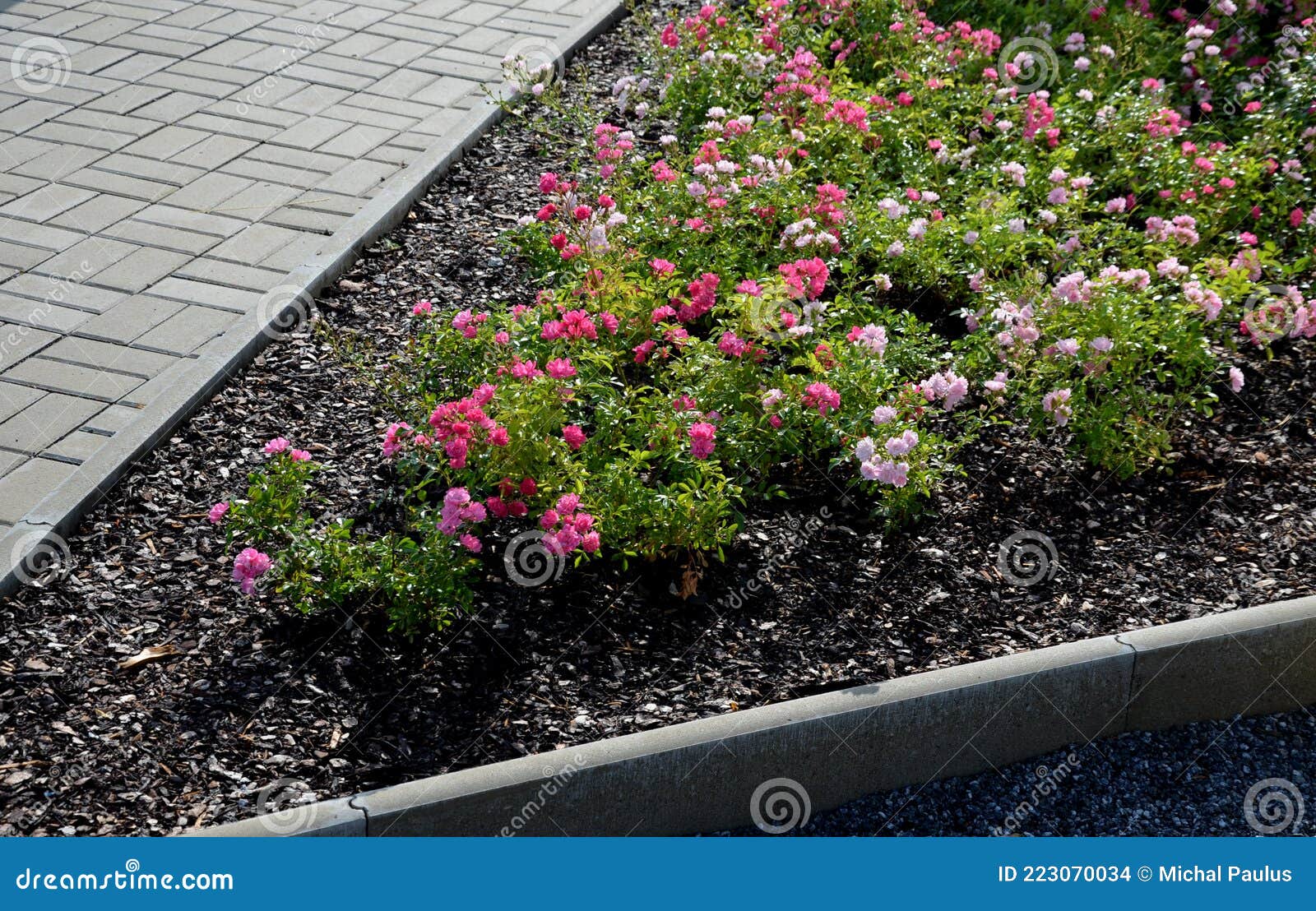 Ground Cover Roses are Characterized by Compact Low Growth. the Shoots