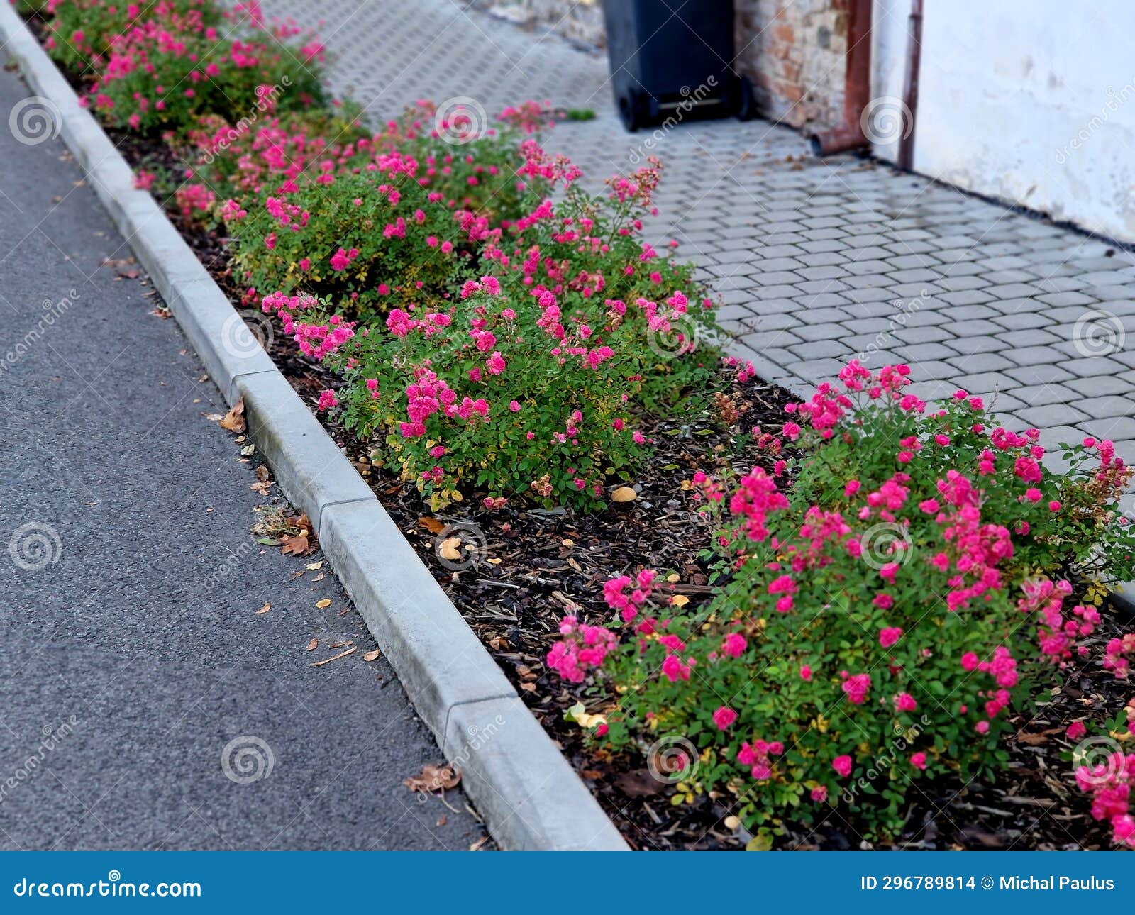 Ground Cover Roses are Characterized by Compact Low Growth. the Shoots