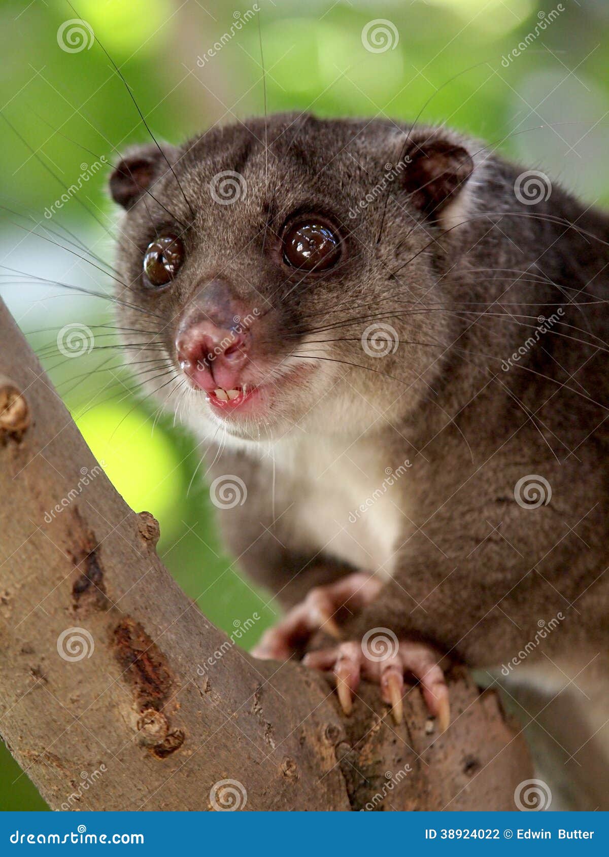 Ground Cuscus stock photo. Image of monkey, orangutan 38924022