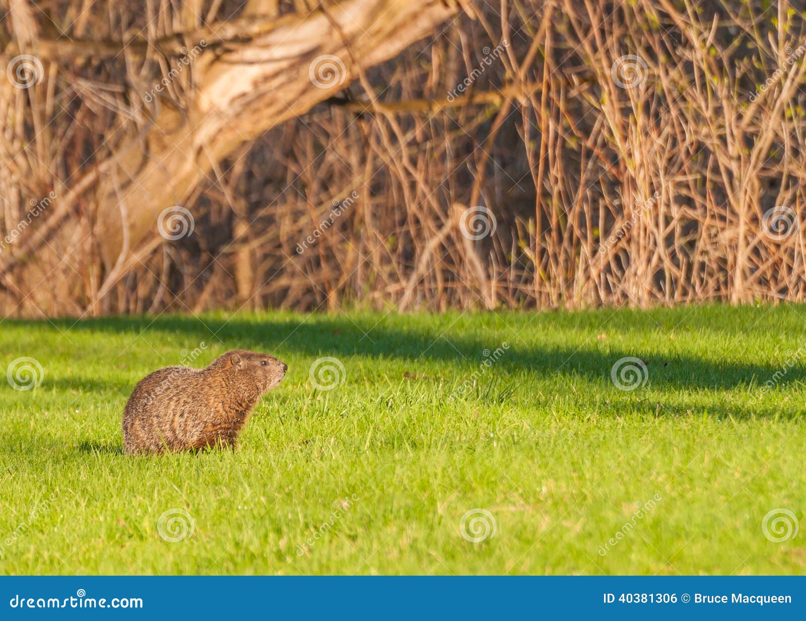 Ground Hog stock photo. Image of outdoors, burrow, woodchuck 40381306