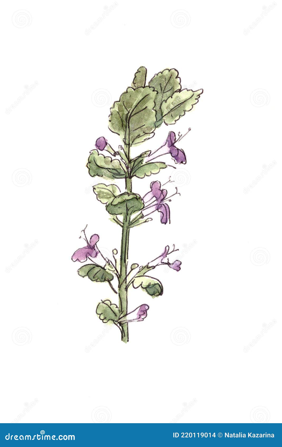 ground-ivy, gill-over-the-ground,creeping charlie, alehoof, catsfoot, field balm, and run-away-robin, color sketch on