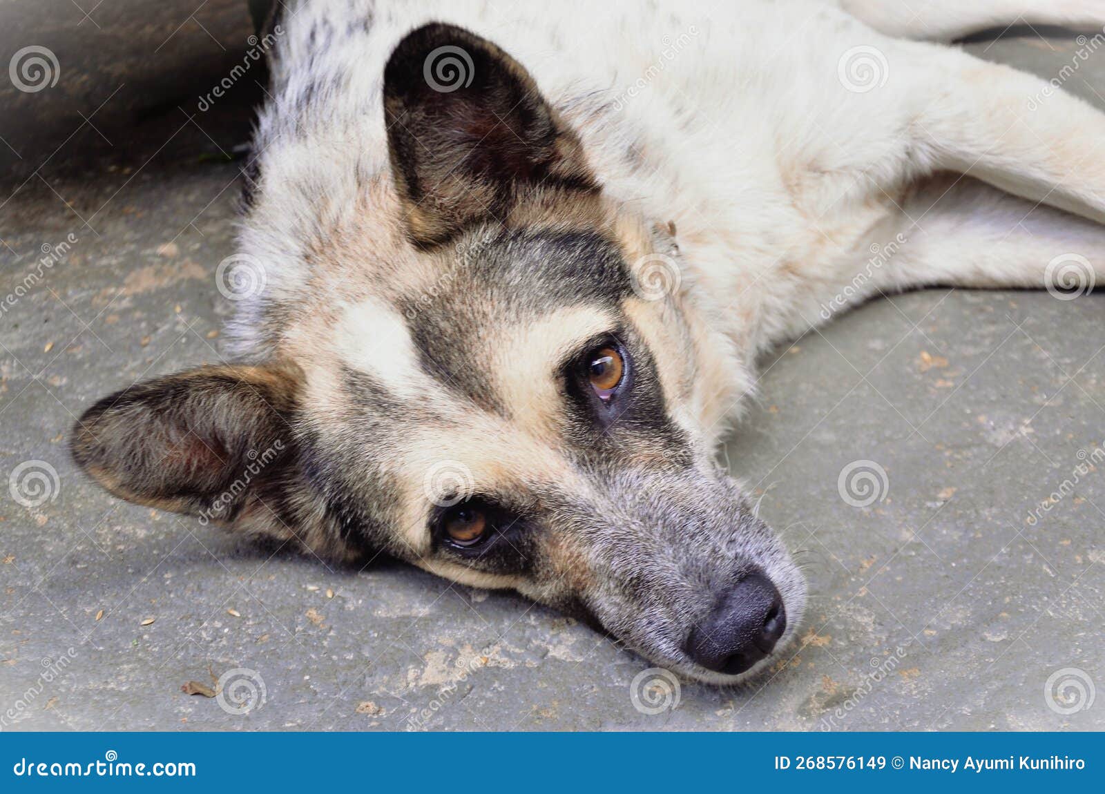 on the ground the look of a mongrel dog