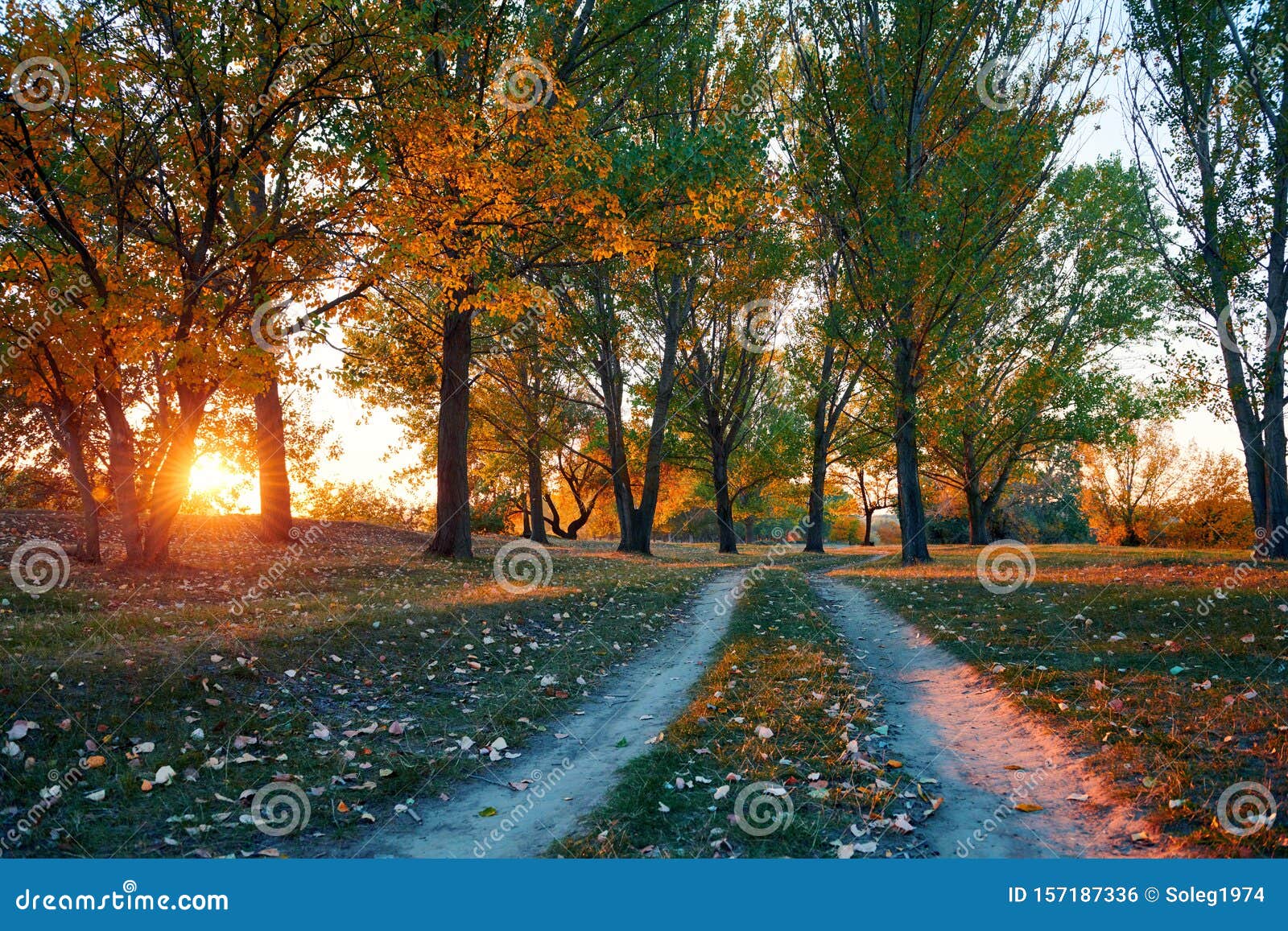 Ground Road And Beautiful Trees In The Autumn Forestbright Sunlight