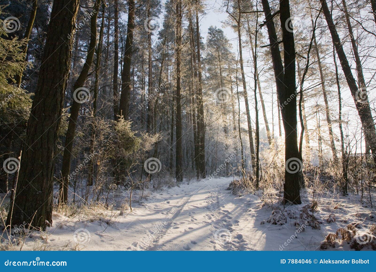 ground road with track by snowy wintertime forest