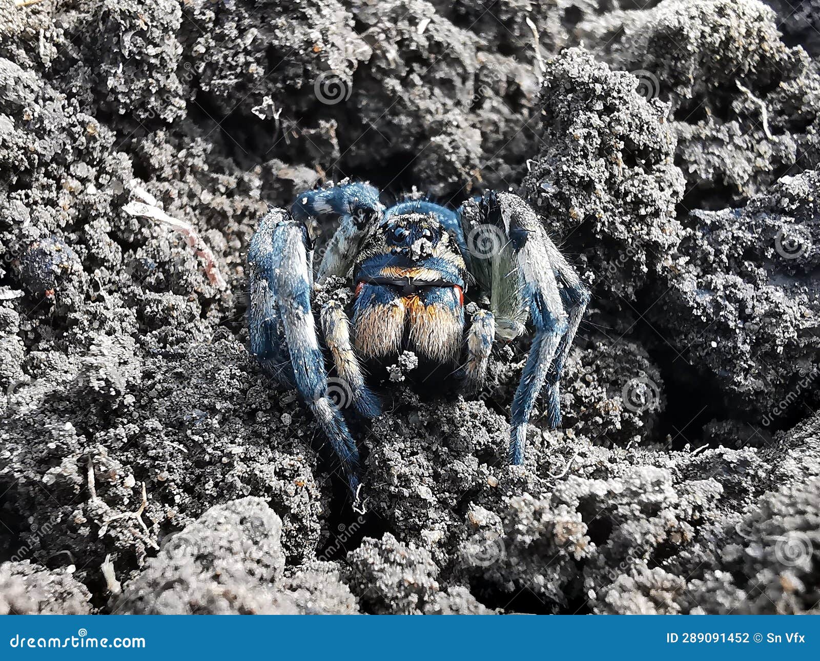 Ground Spider , Dangerous Spider on the Ground Stock Photo Image of