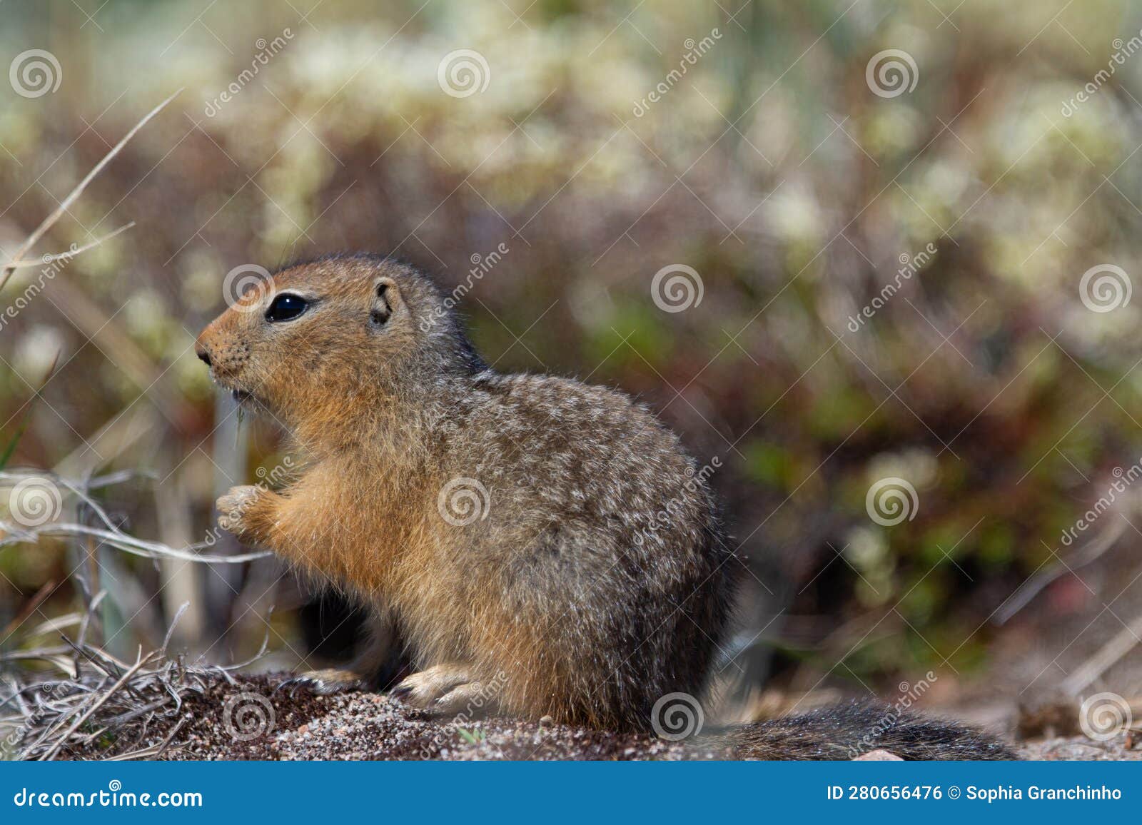 ground squirrel, also known as richardson ground squirrel or siksik in inuktitut scavenging on arctic tundra