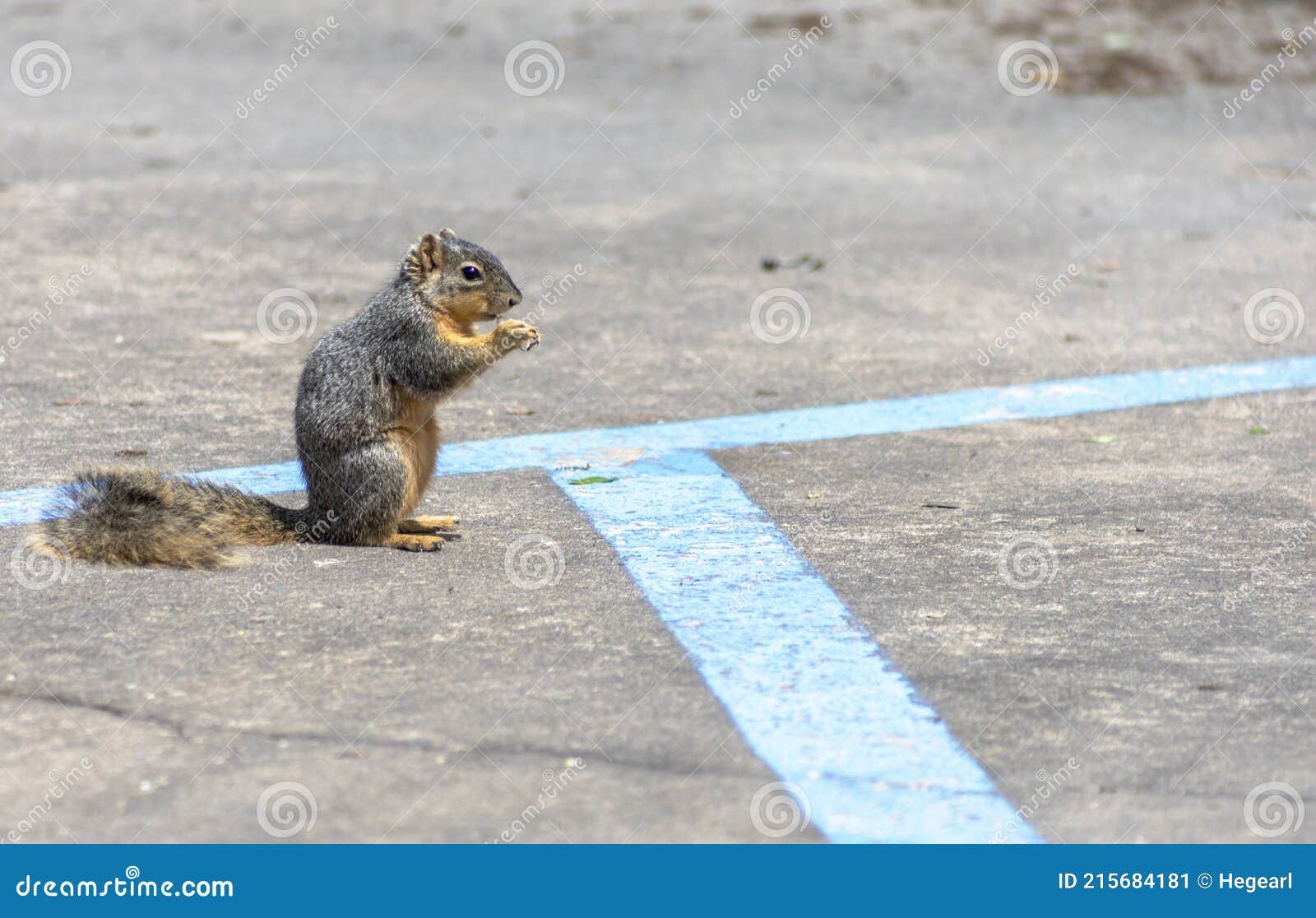 Ground Squirrel on a Parking Lot Stock Image Image of looking, fluffy