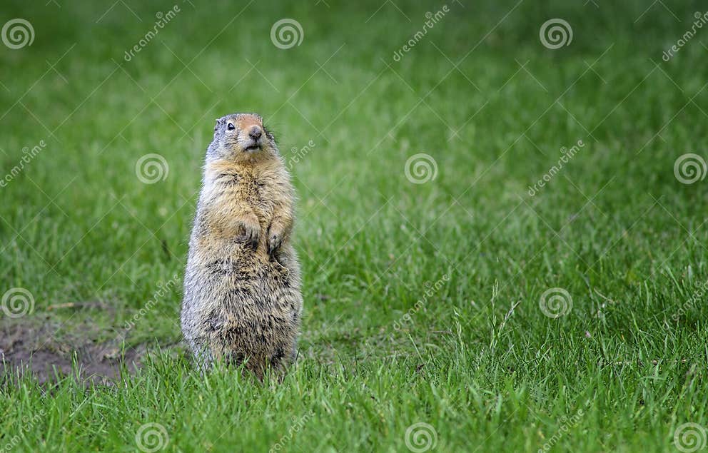 Ground squirrel pose stock image. Image of squirrel, predators - 49517143