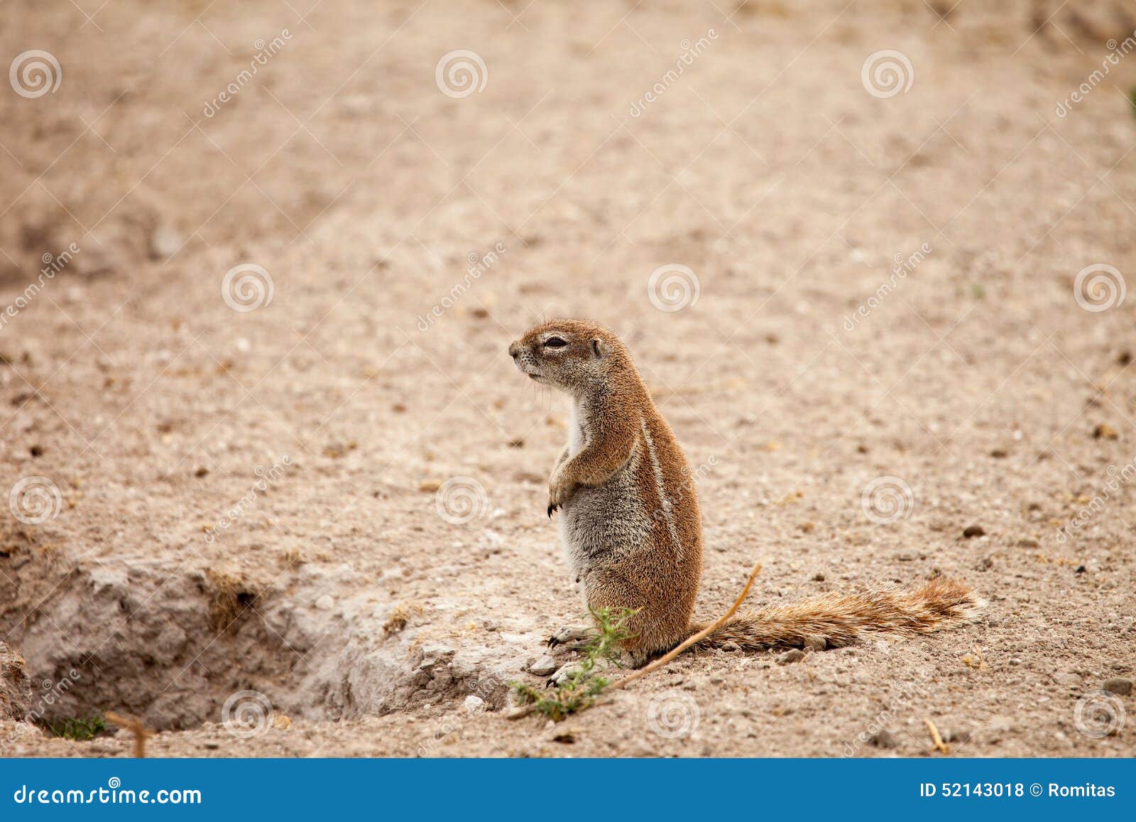 Ground Squirrel Pregnant Female Stock Photo - Image of sitting, ecology