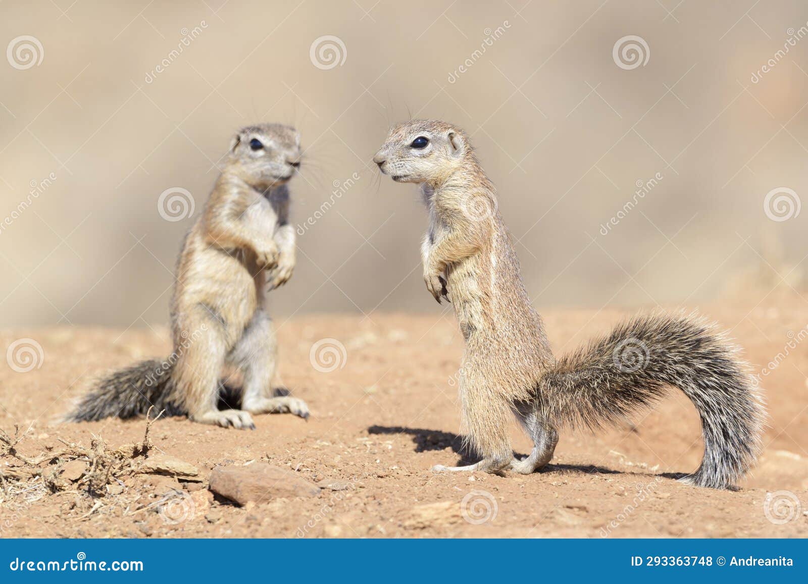 ground squirrel standing on the lookout