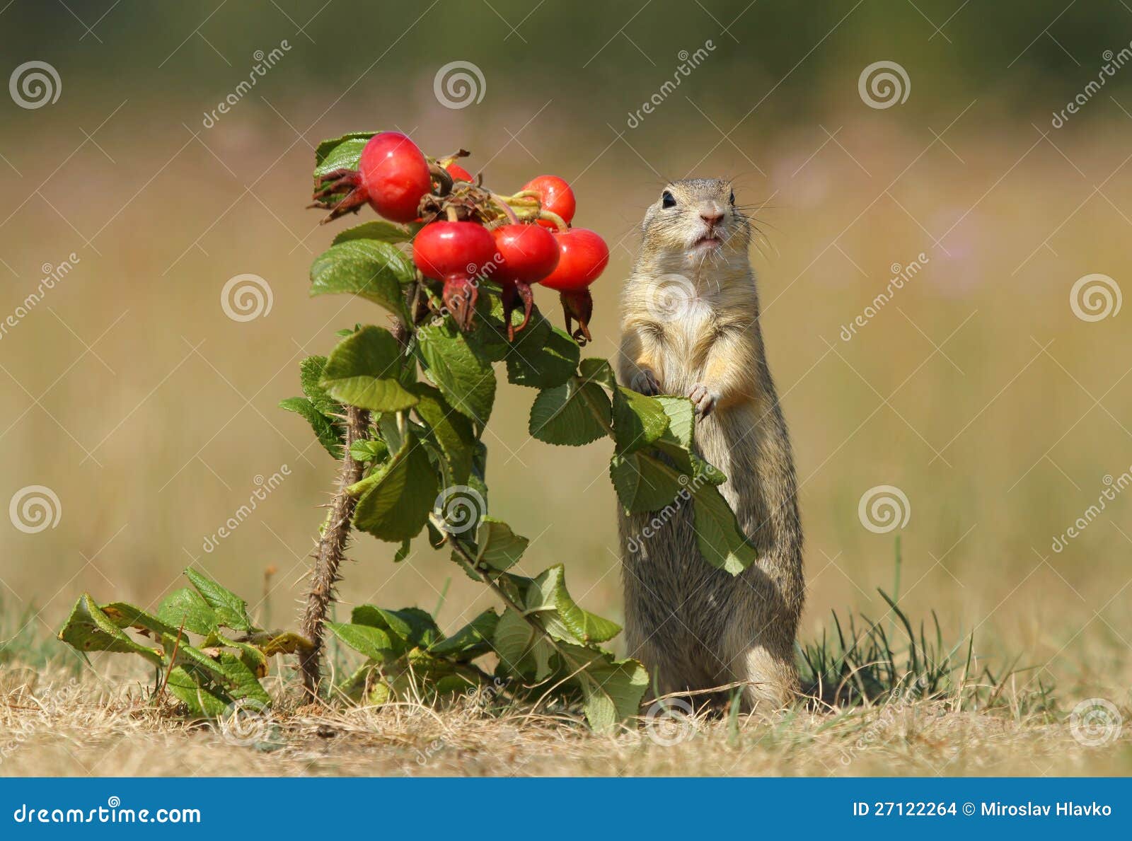 Ground Squirrel and Wild Rose Stock Photo Image of rose, rodent 27122264